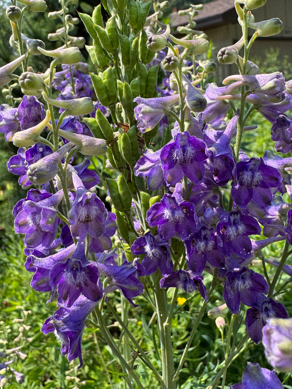 Tall Larkspur (Delphinium Exaltatum)