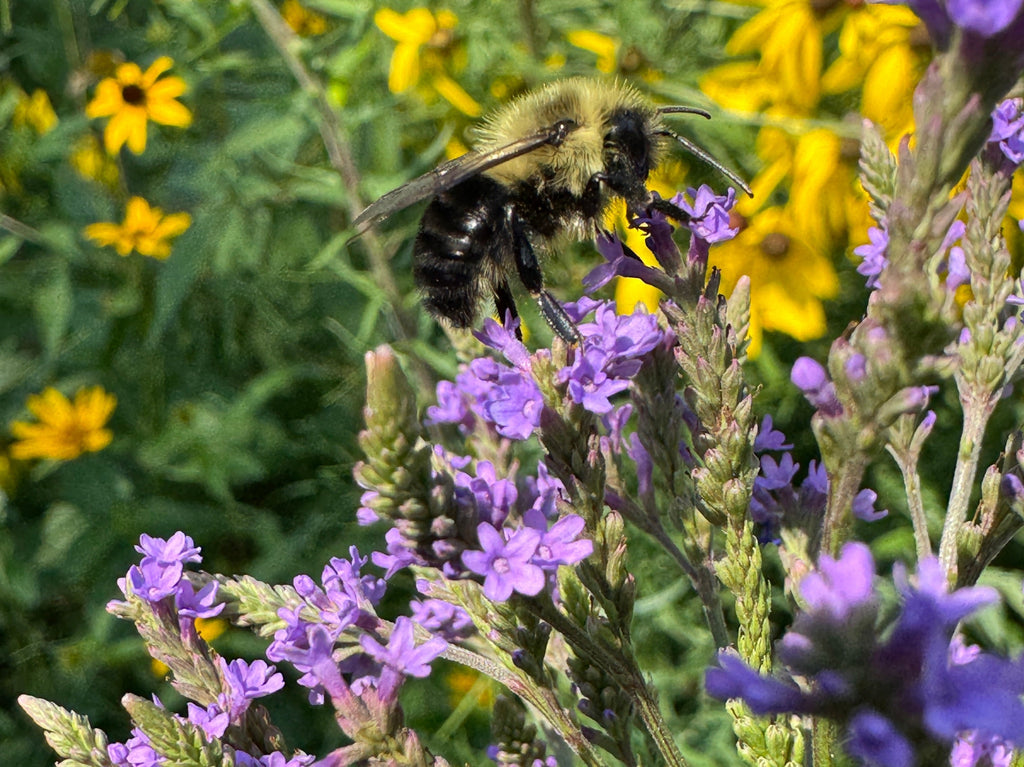 Bee on a purple flower with yellow flowers in the background