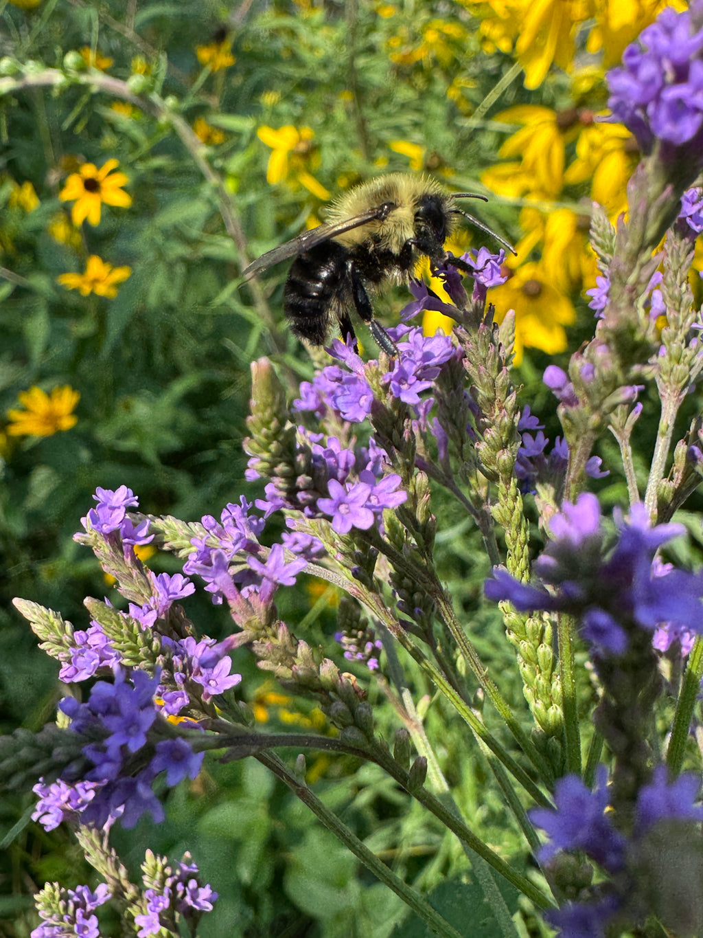 Blue Vervain (Verbena Hastata)