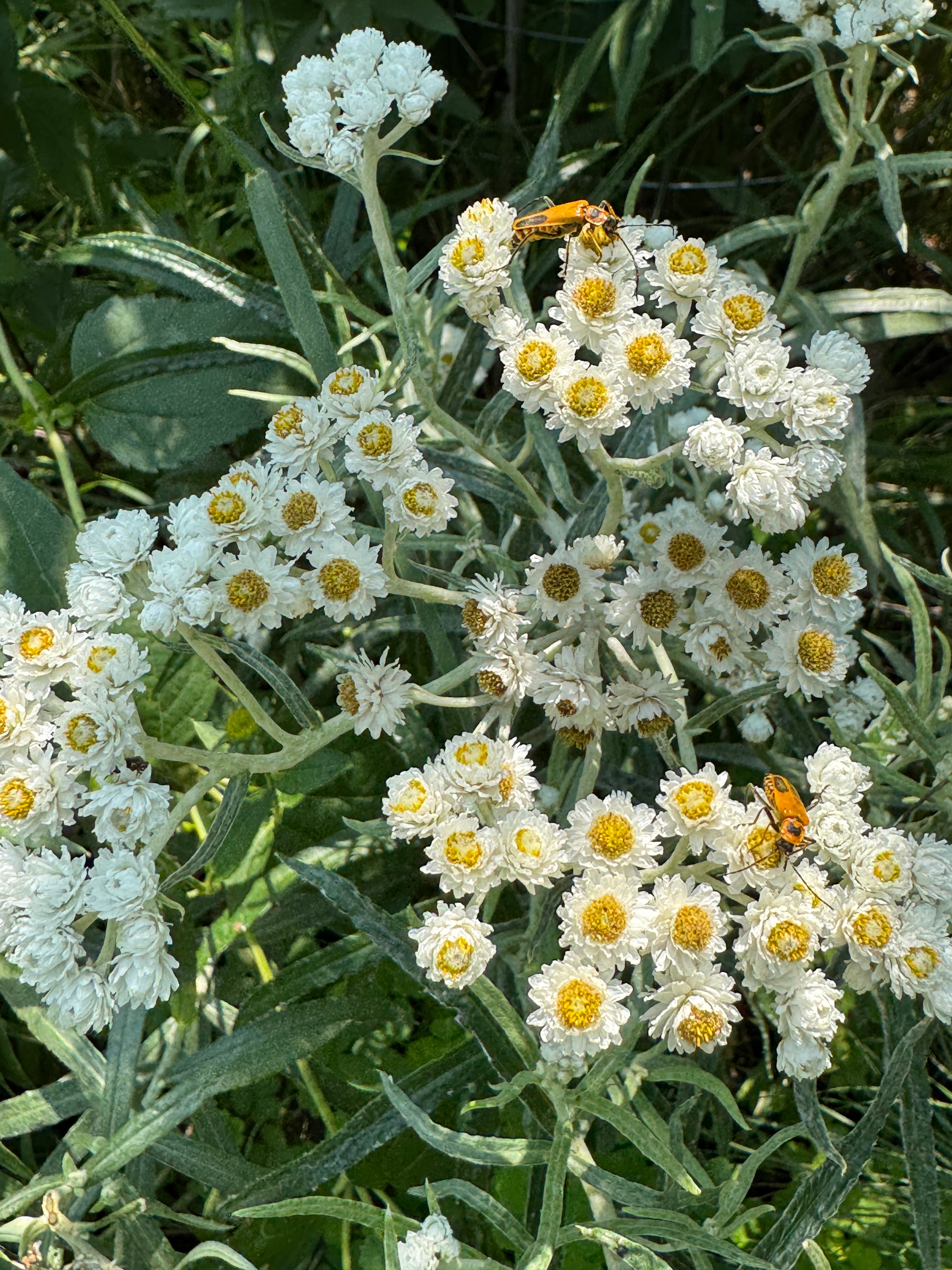 Pearly Everlasting (Anaphalis Margaritacea)