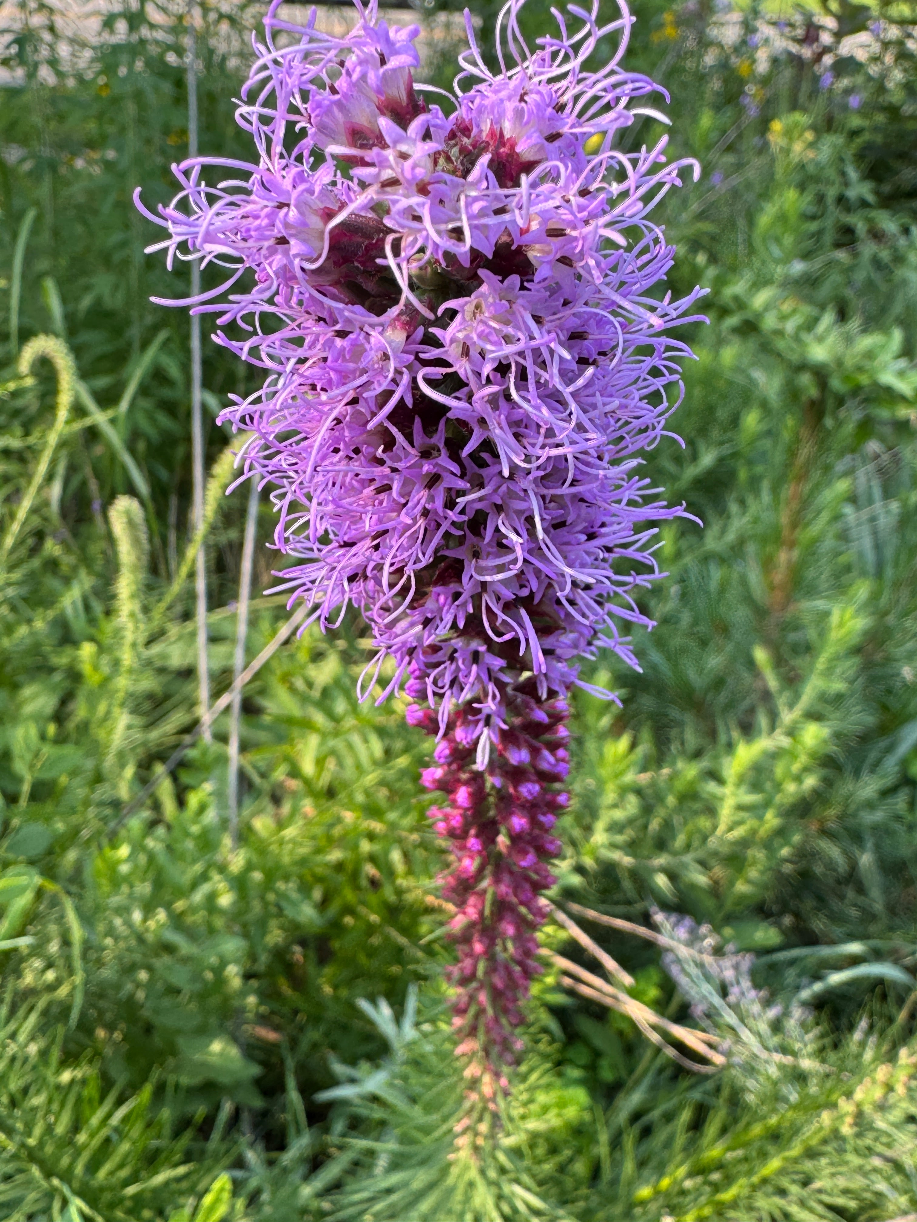 Prairie Blazing Star (Liatris Pycnostachya)