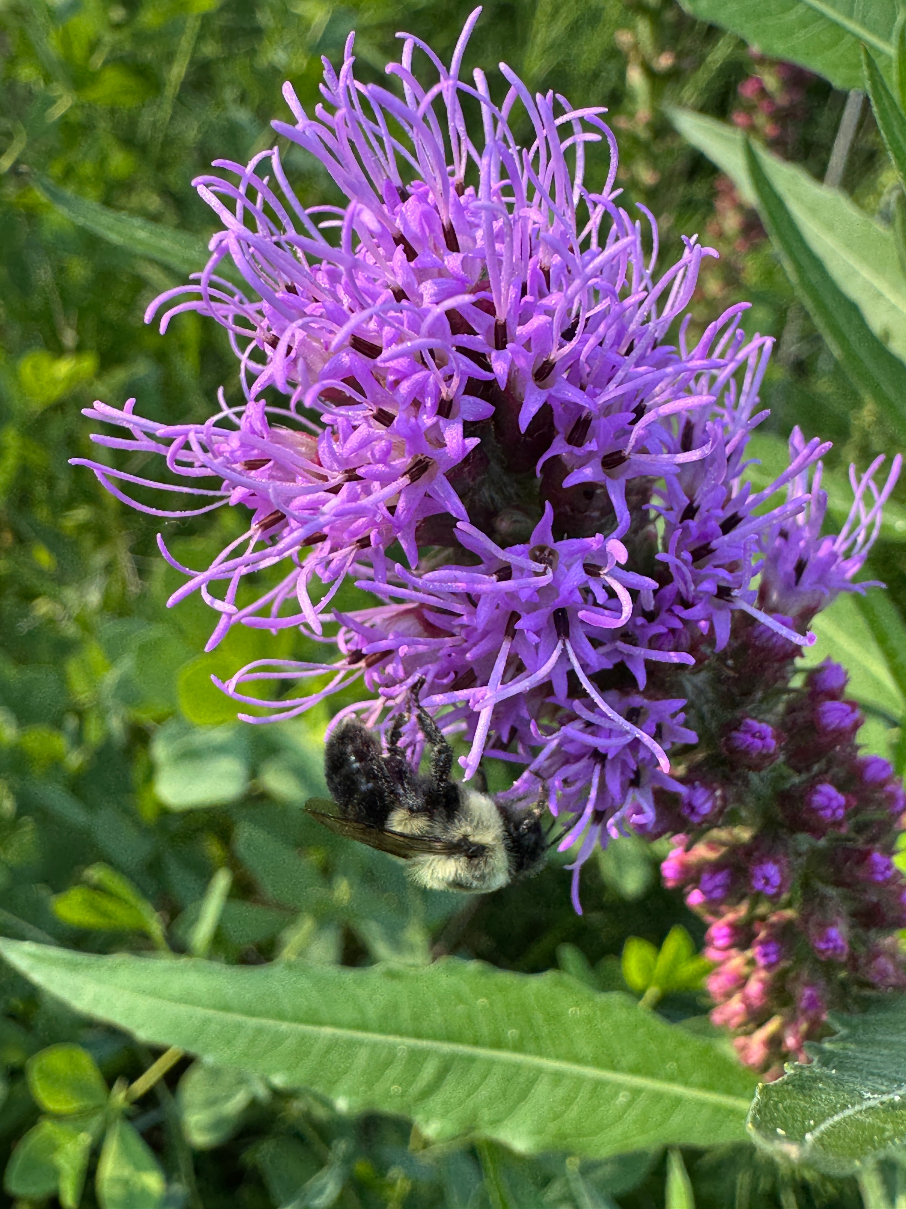 Prairie Blazing Star – Northern Holler, LLC
