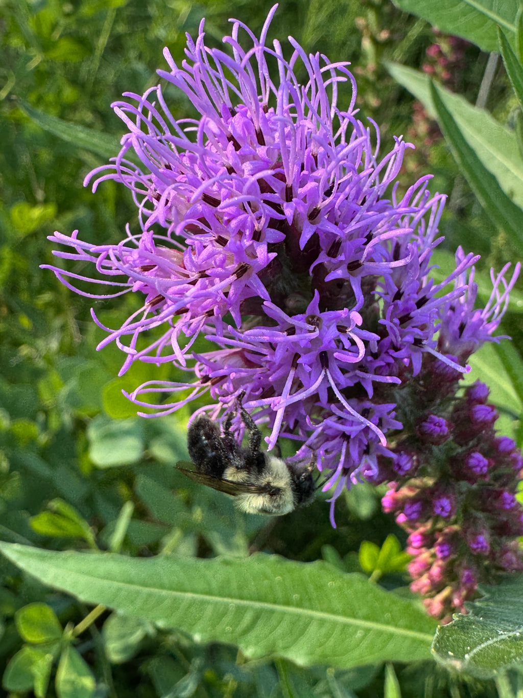 Prairie Blazing Star (Liatris Pycnostachya)