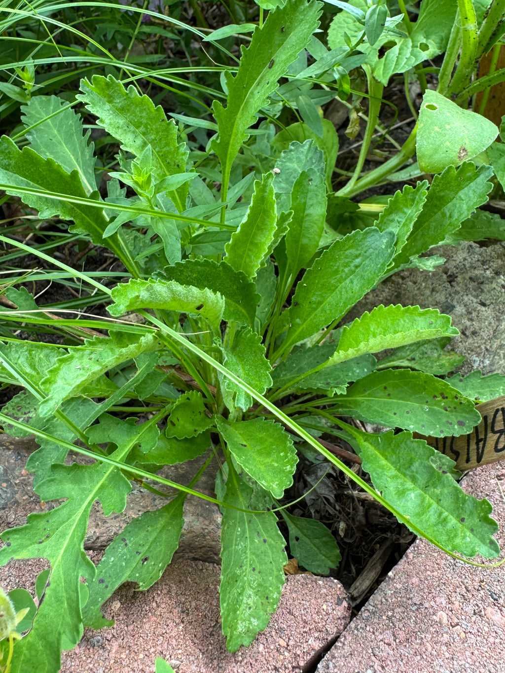 Balsam Ragwort (Packera Paupercula)