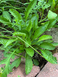 Balsam Ragwort (Packera Paupercula)