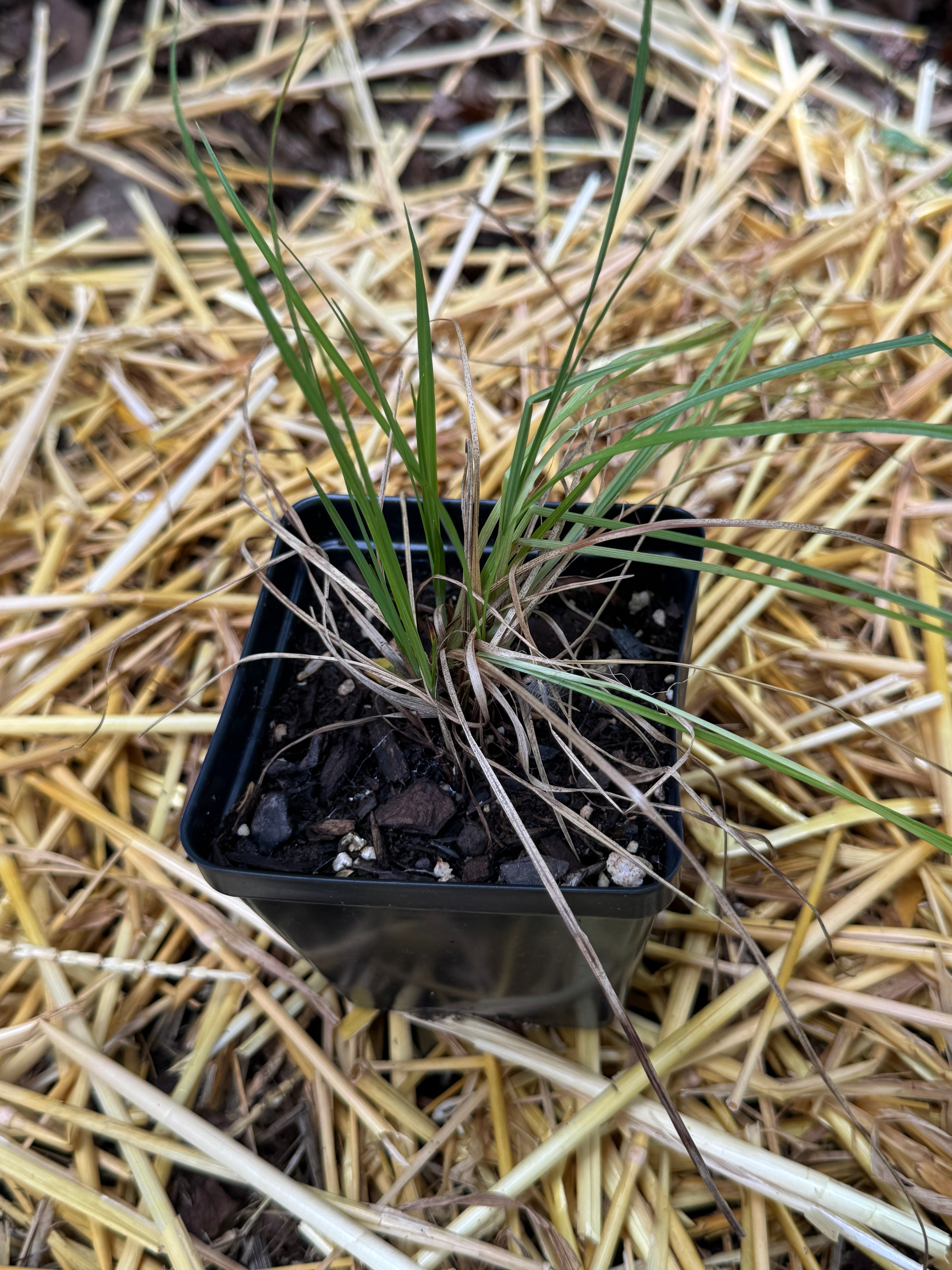 Mead's Sedge (Carex Meadii)