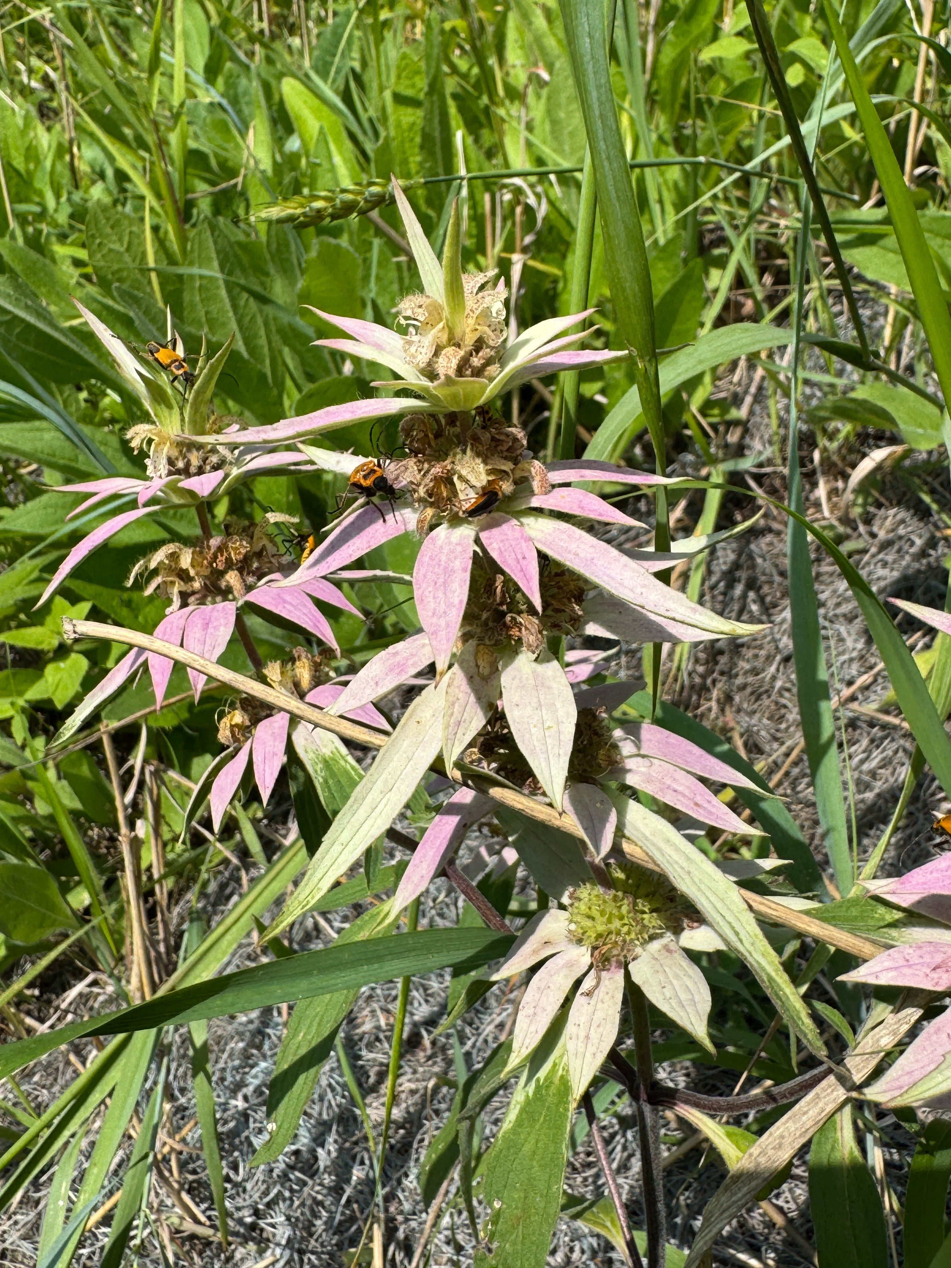 Spotted Bee Balm (Monarda Punctata)