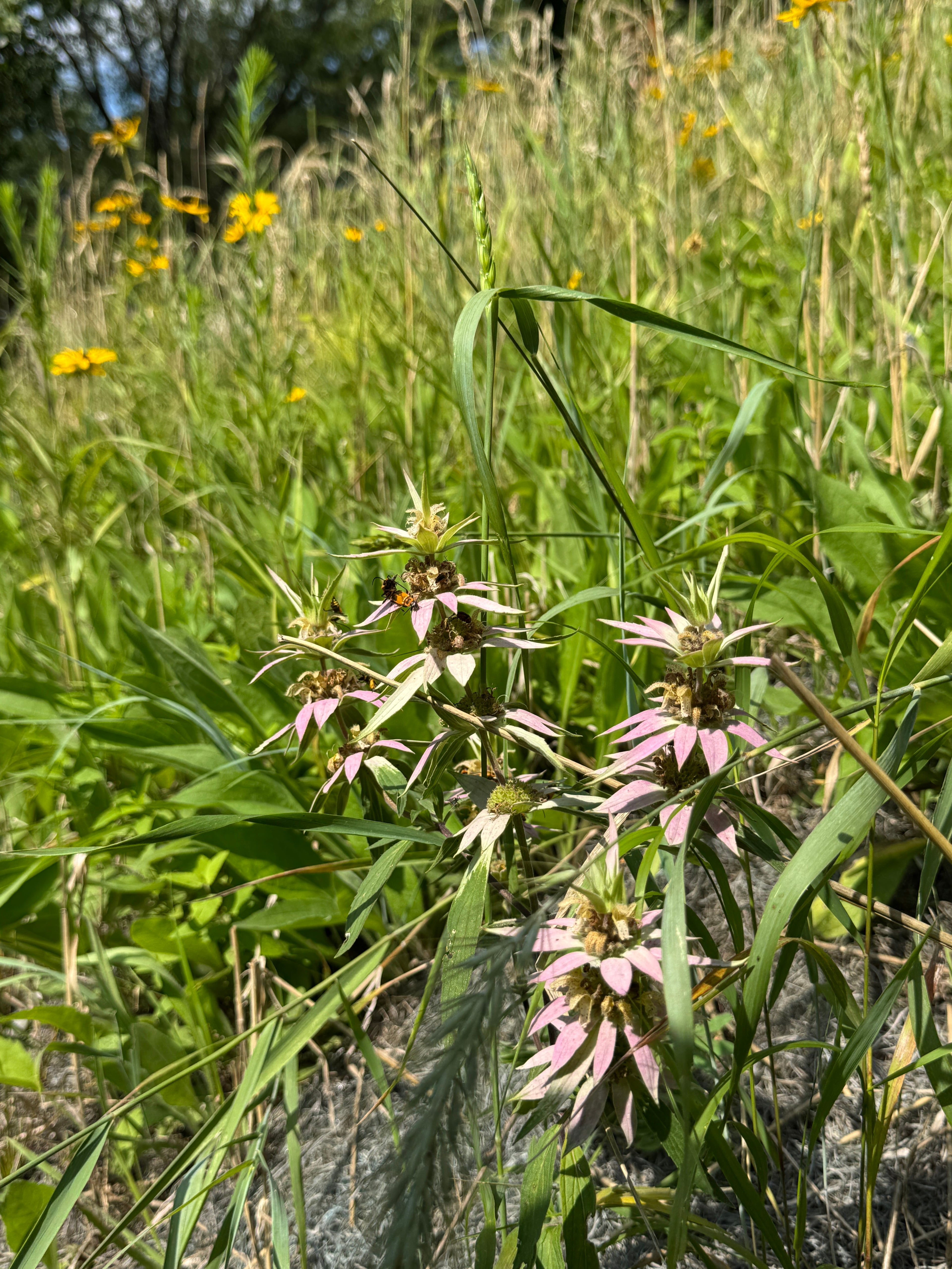 Spotted Bee Balm (Monarda Punctata)