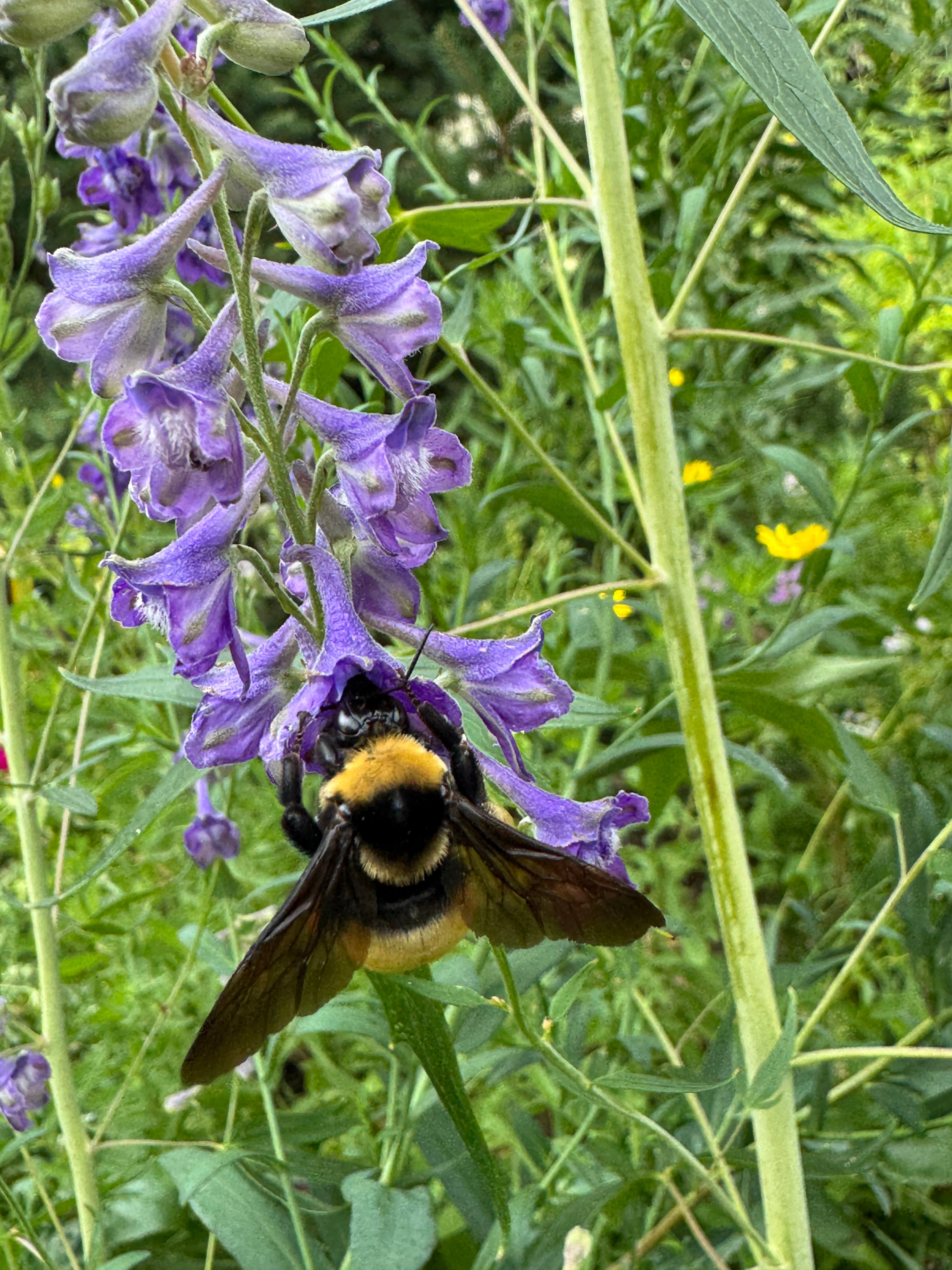 Tall Larkspur (Delphinium Exaltatum)