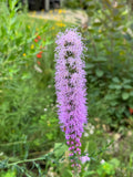 Prairie Blazing Star (Liatris Pycnostachya)