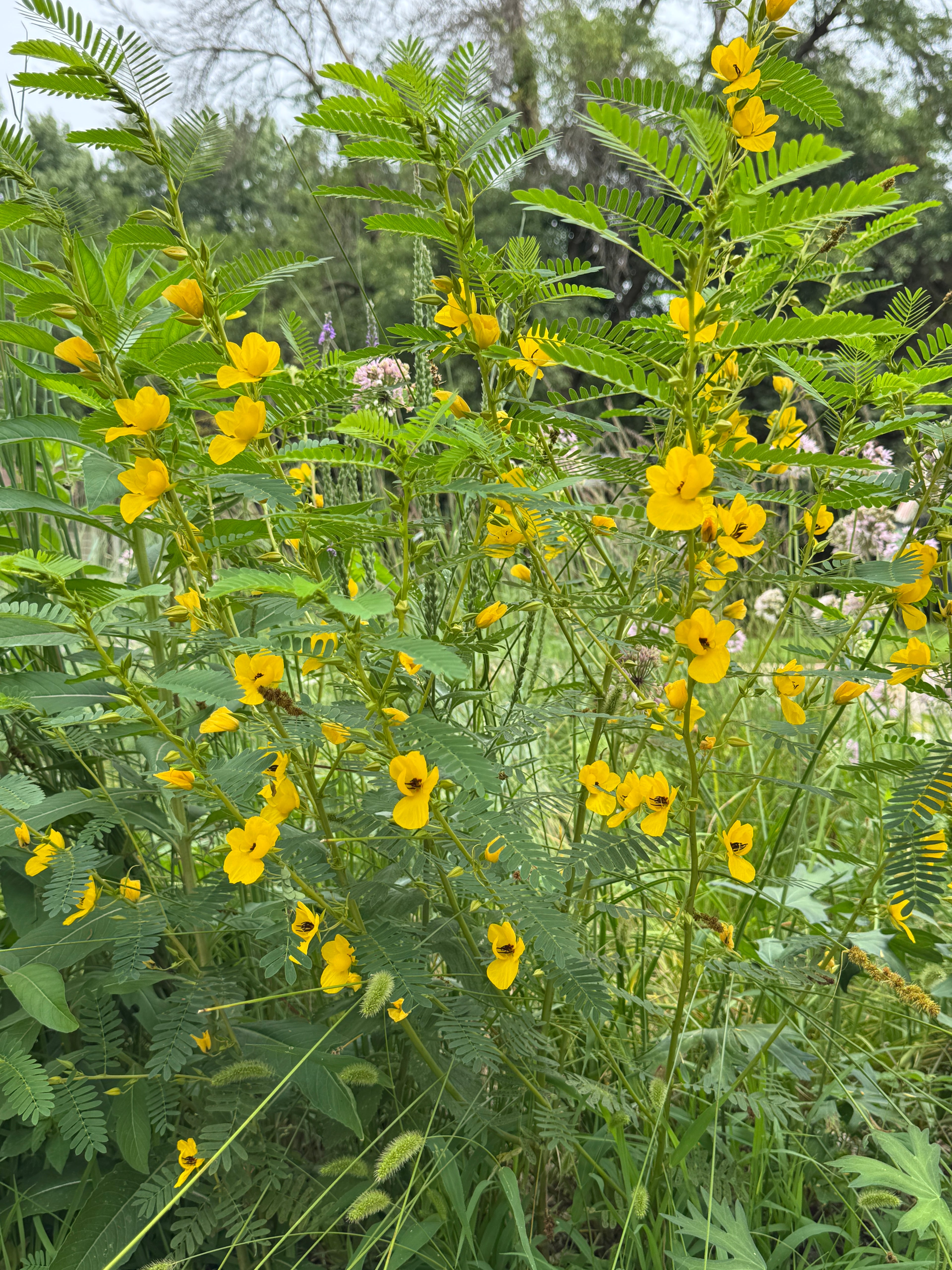 Partridge Pea (Chamaecrista Fasciculata)