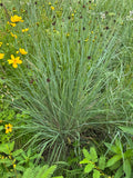 Little Bluestem (Schizachyrium Scoparium)