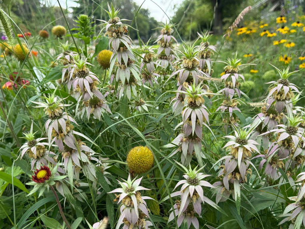 Spotted Bee Balm (Monarda Punctata)