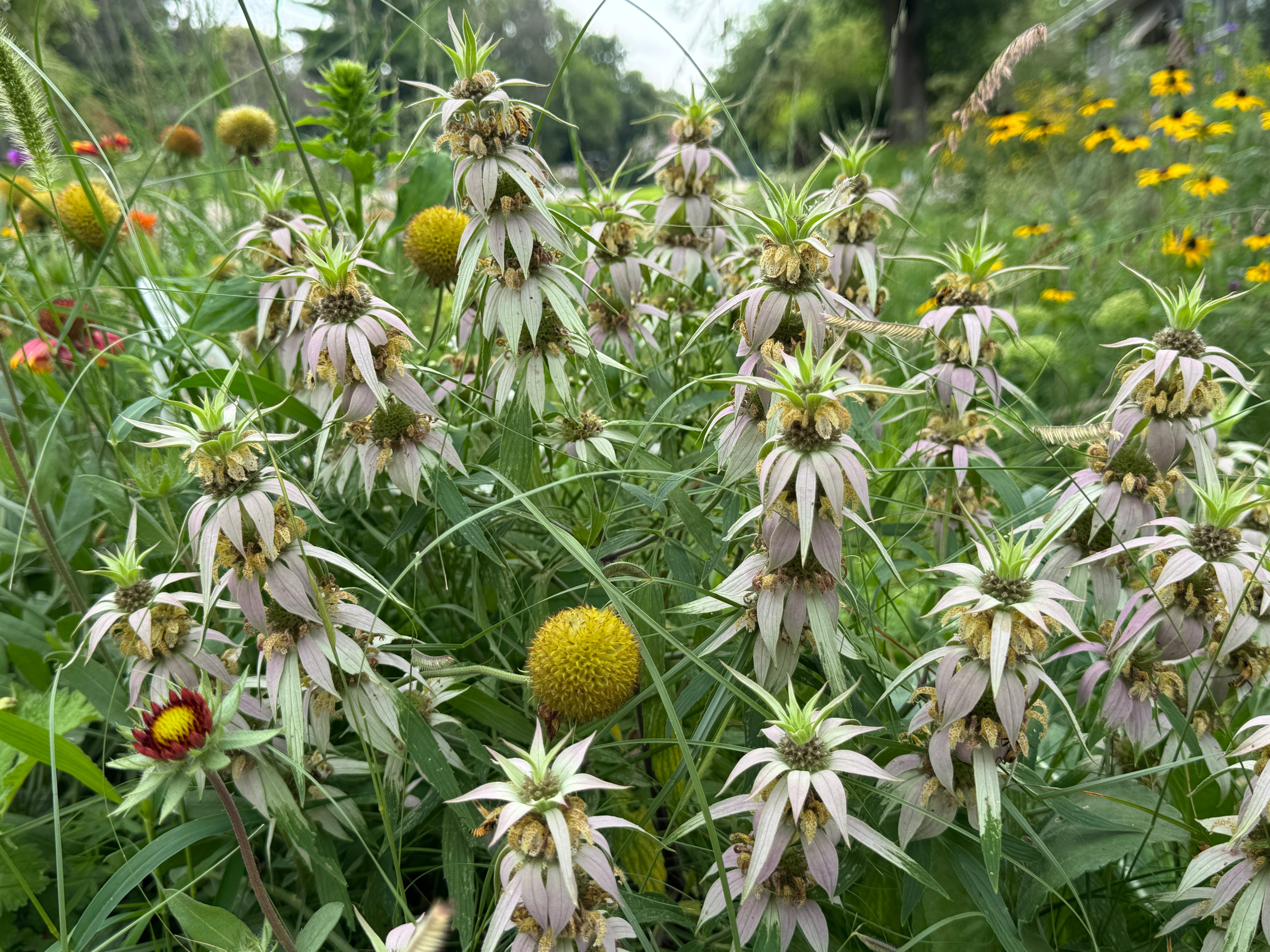 Spotted Bee Balm (Monarda Punctata)