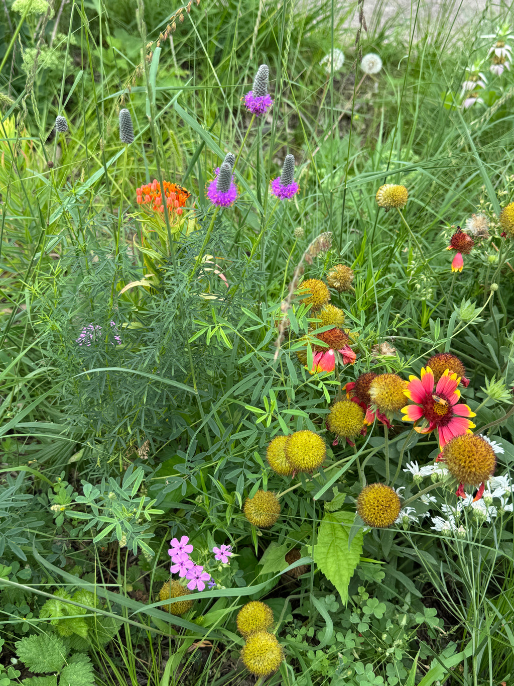 Purple Prairie Clover (Dalea Purpurea)