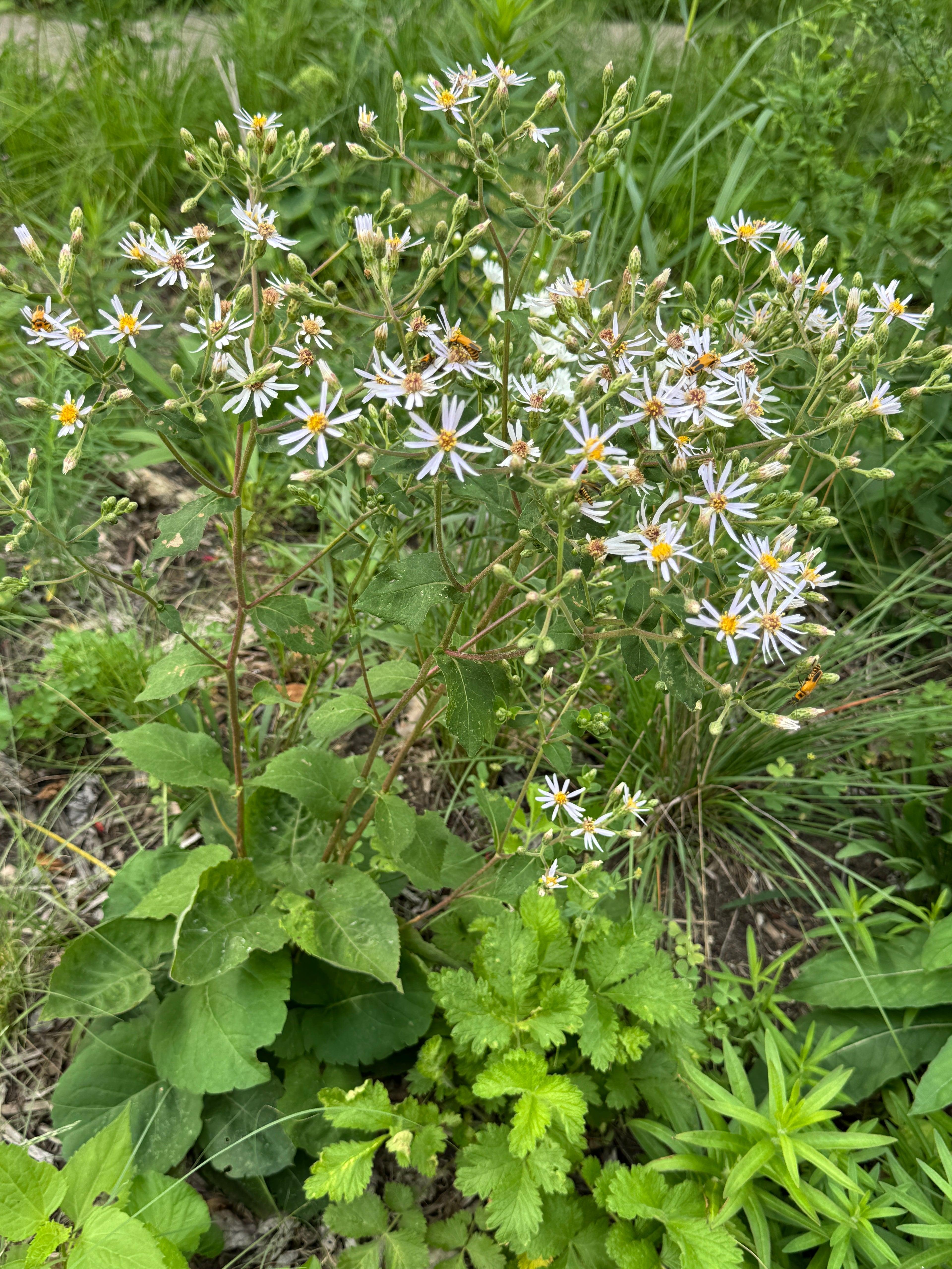Big-leaf Aster (Eurybia Macrophylla)