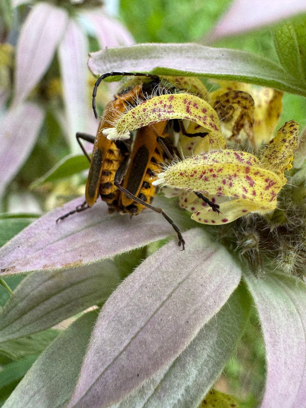 Spotted Bee Balm (Monarda Punctata)
