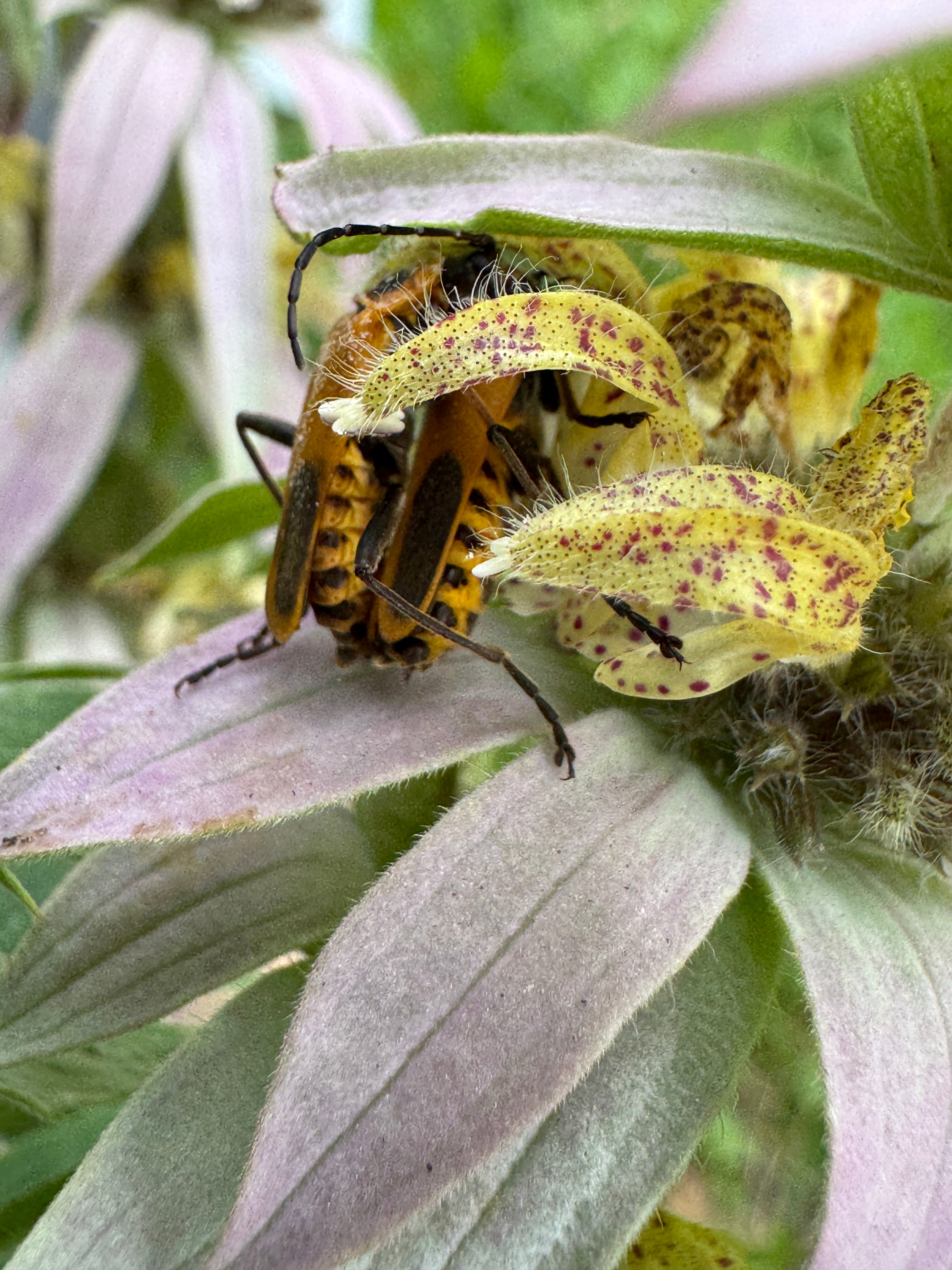 Spotted Bee Balm (Monarda Punctata)