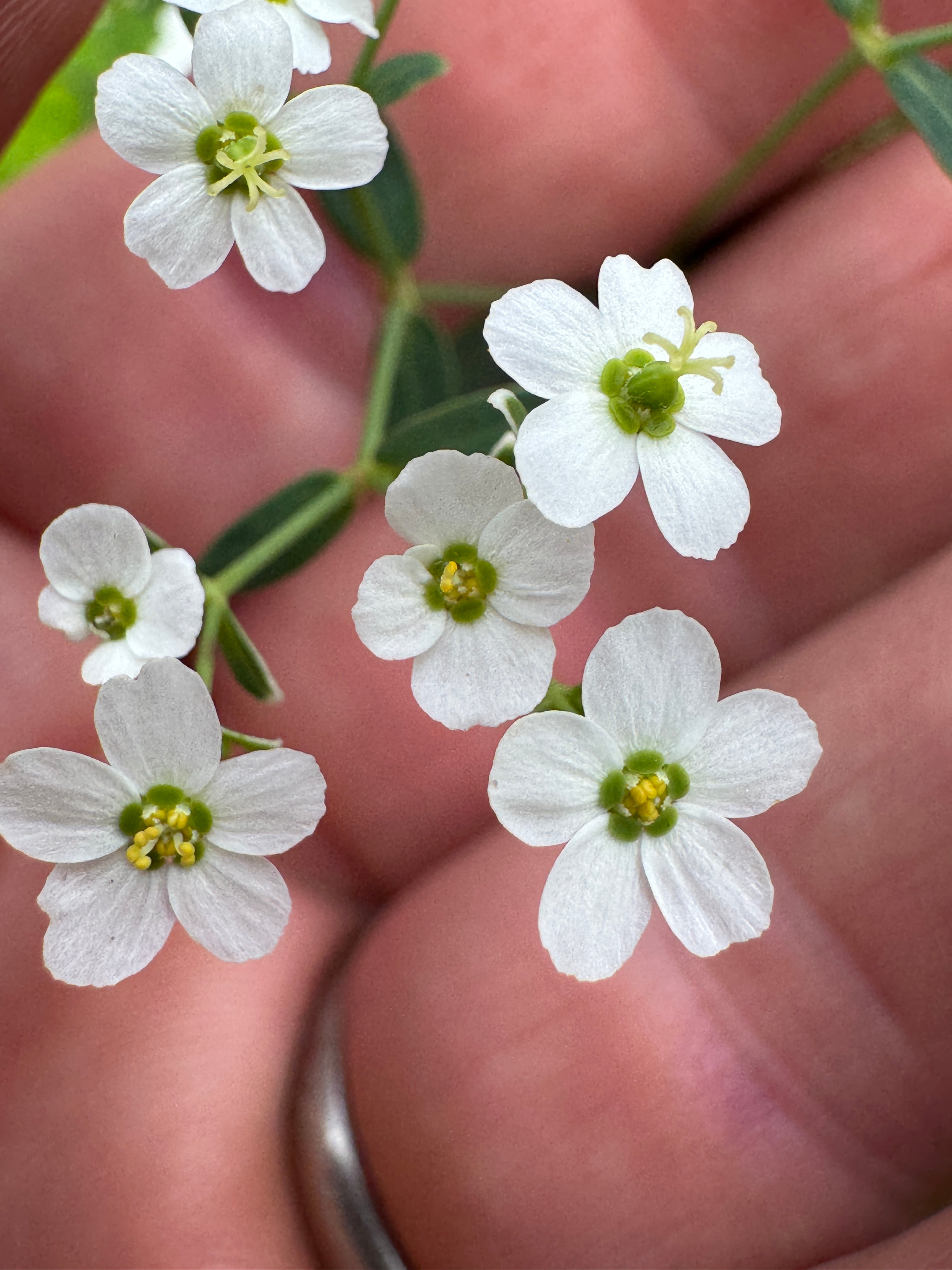 Flowering Spurge (Euphorbia Corollata)