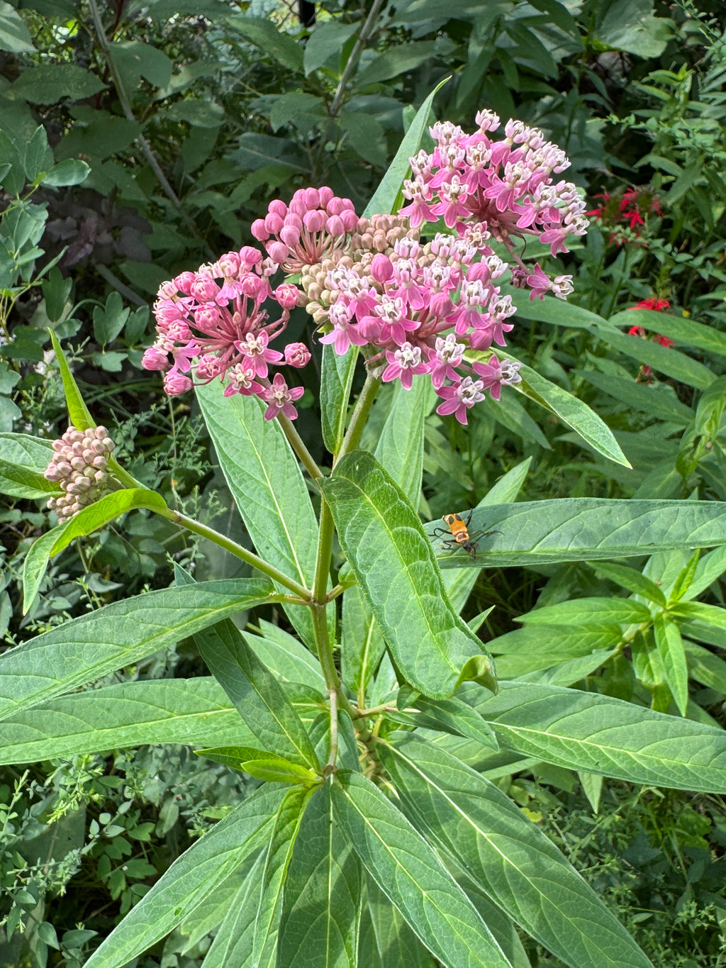 Swamp Milkweed (Asclepias Incarnata)