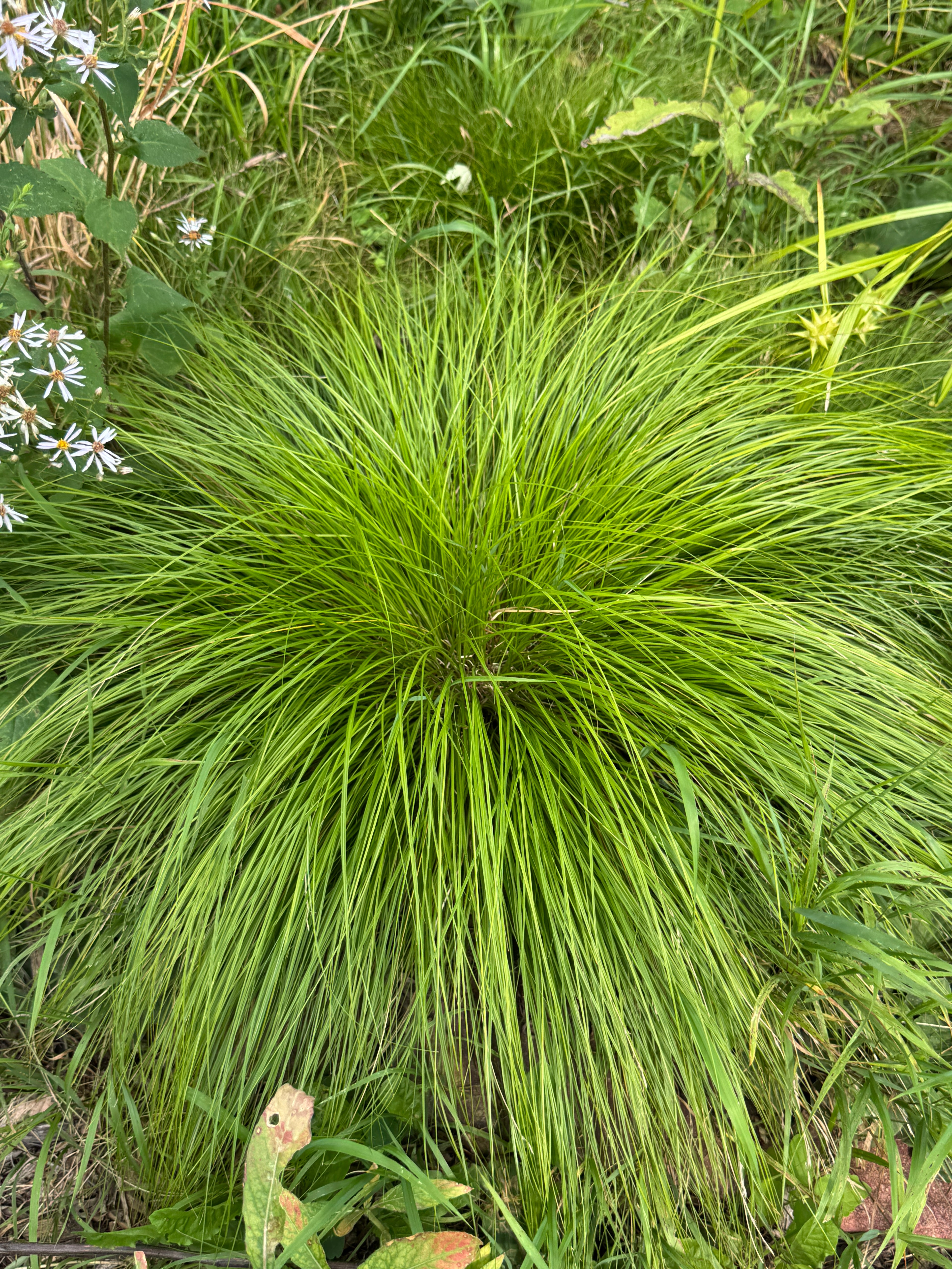 White Tinged Sedge (Carex albicans)