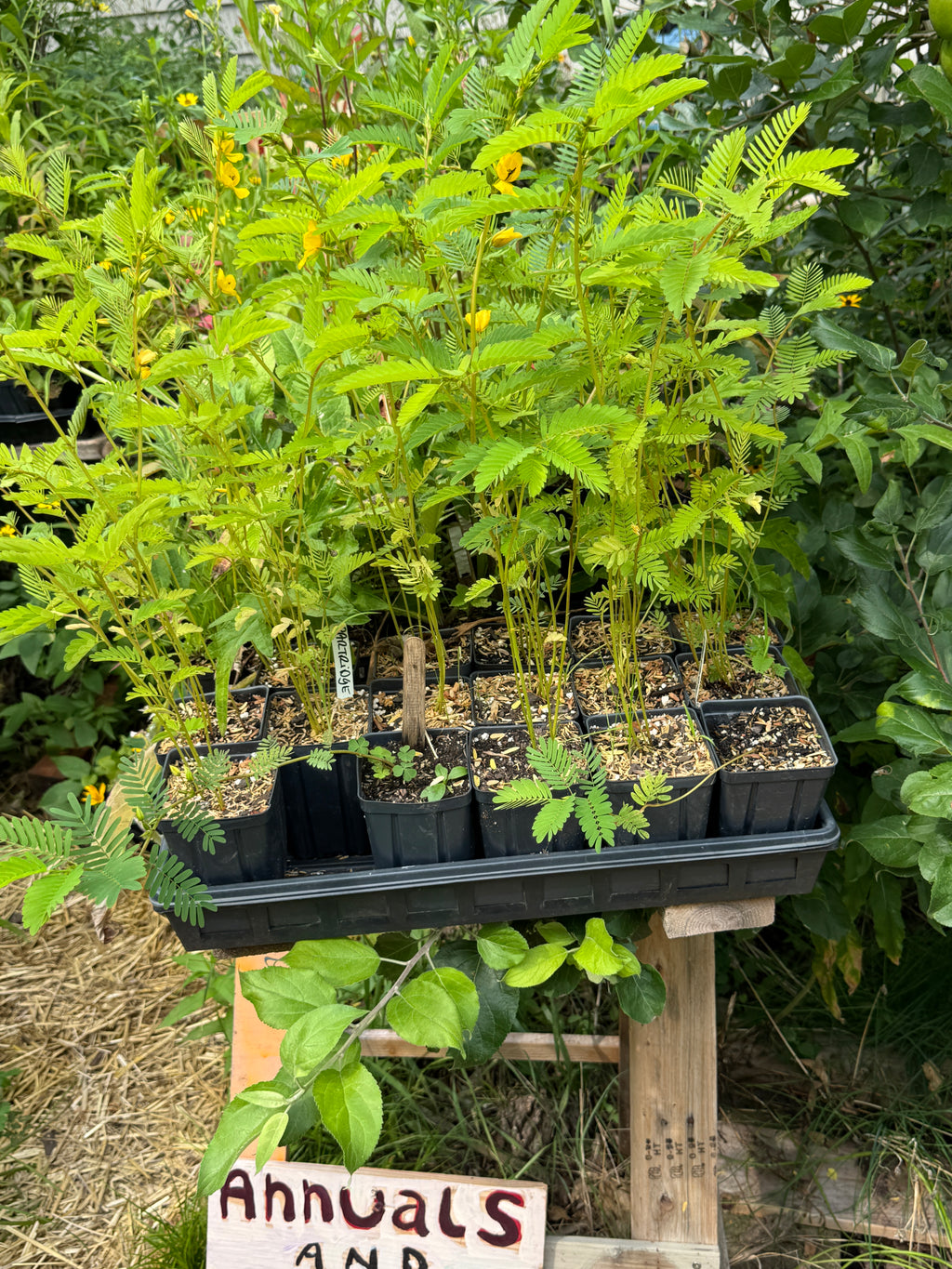 Partridge Pea (Chamaecrista Fasciculata)