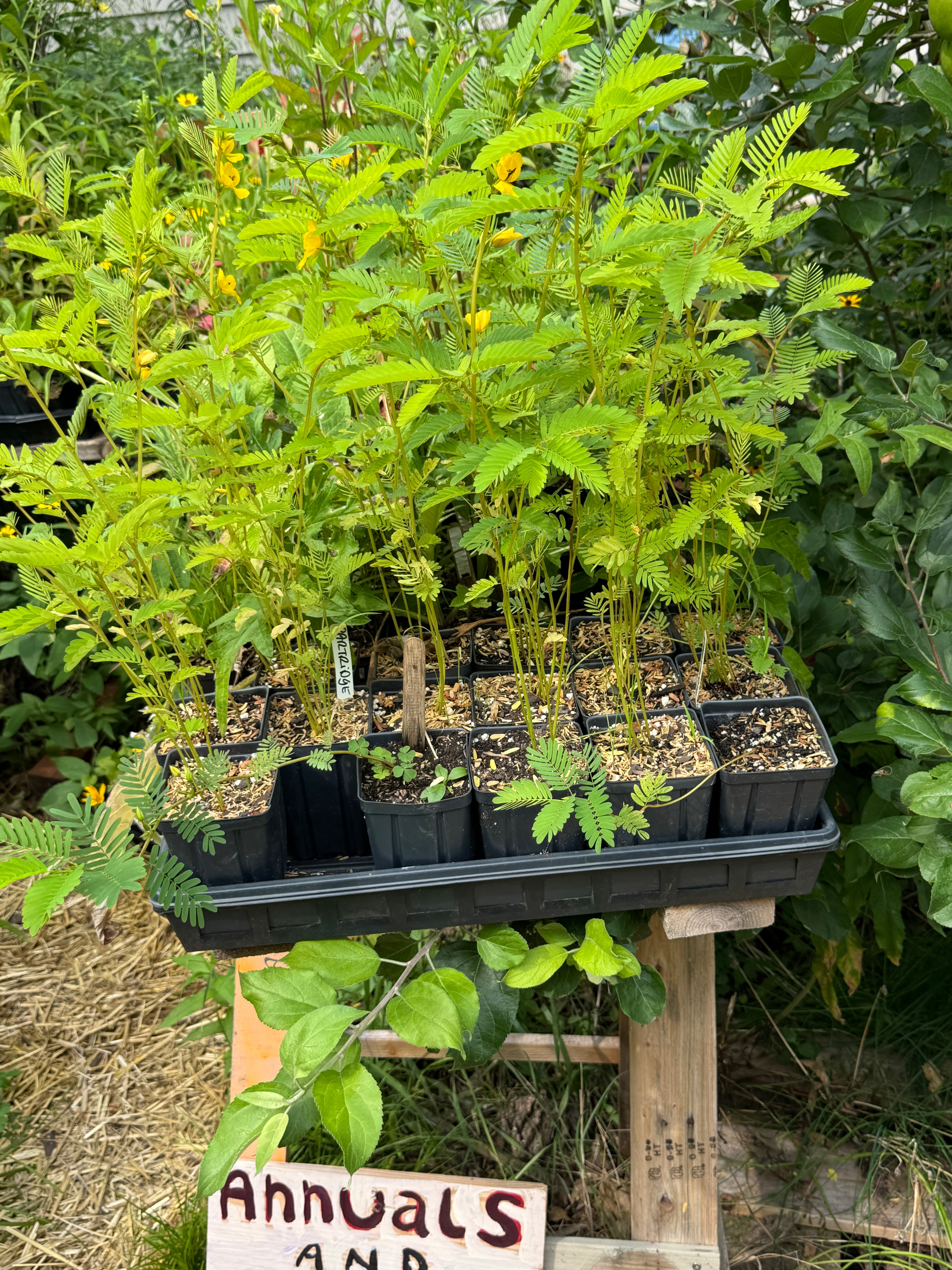 Partridge Pea (Chamaecrista Fasciculata)