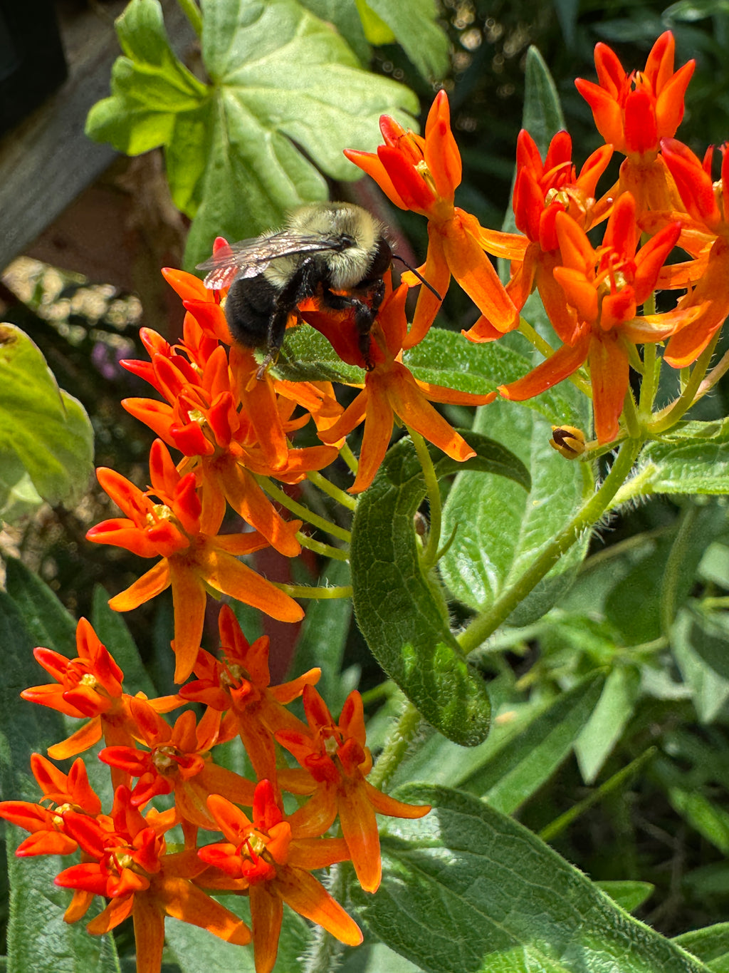 Butterfly Milkweed (Asclepias Tuberosa)