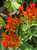 Butterfly Milkweed (Asclepias Tuberosa)