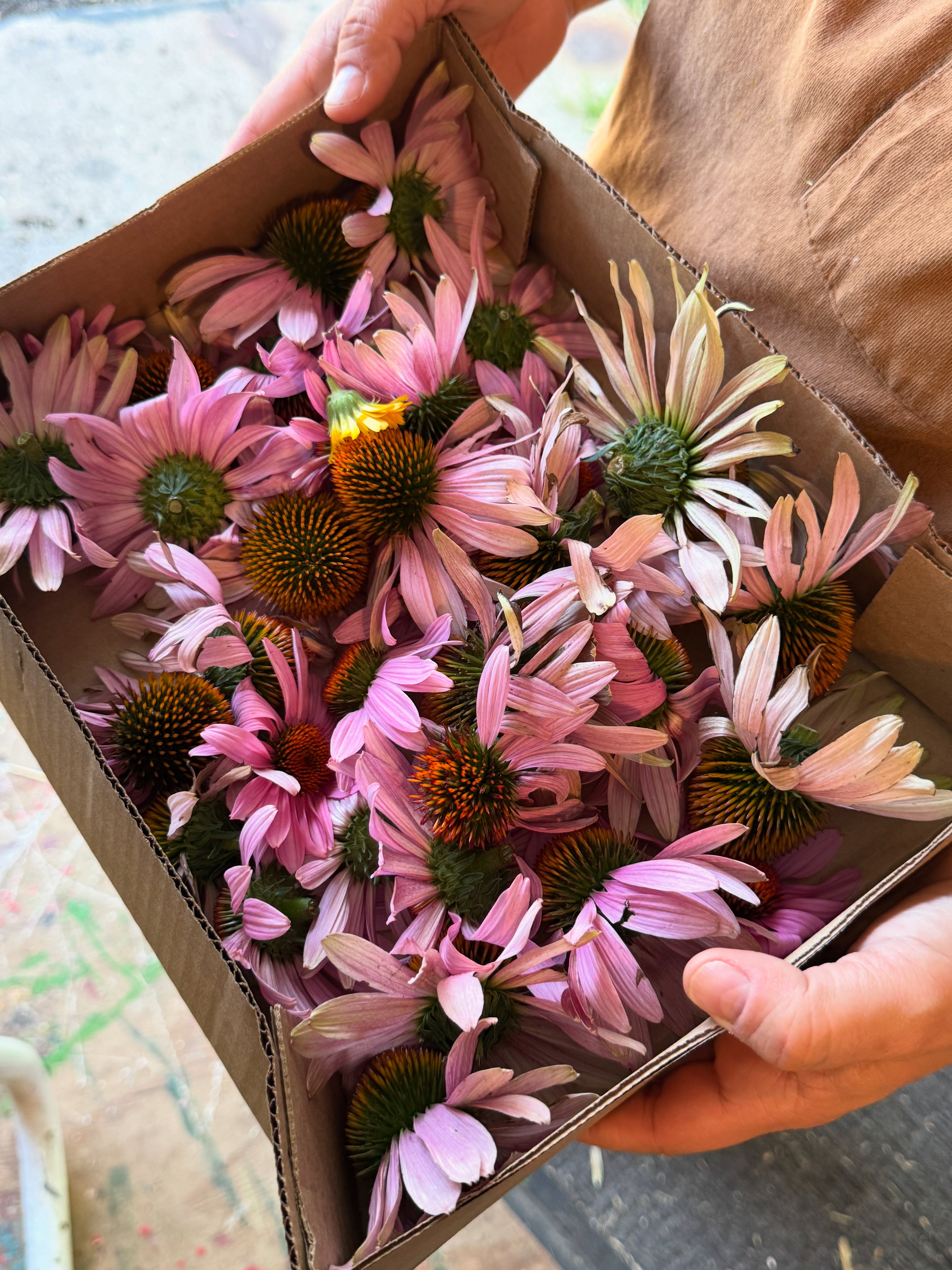 Eastern Purple Coneflower (Echinacea Purpurea)