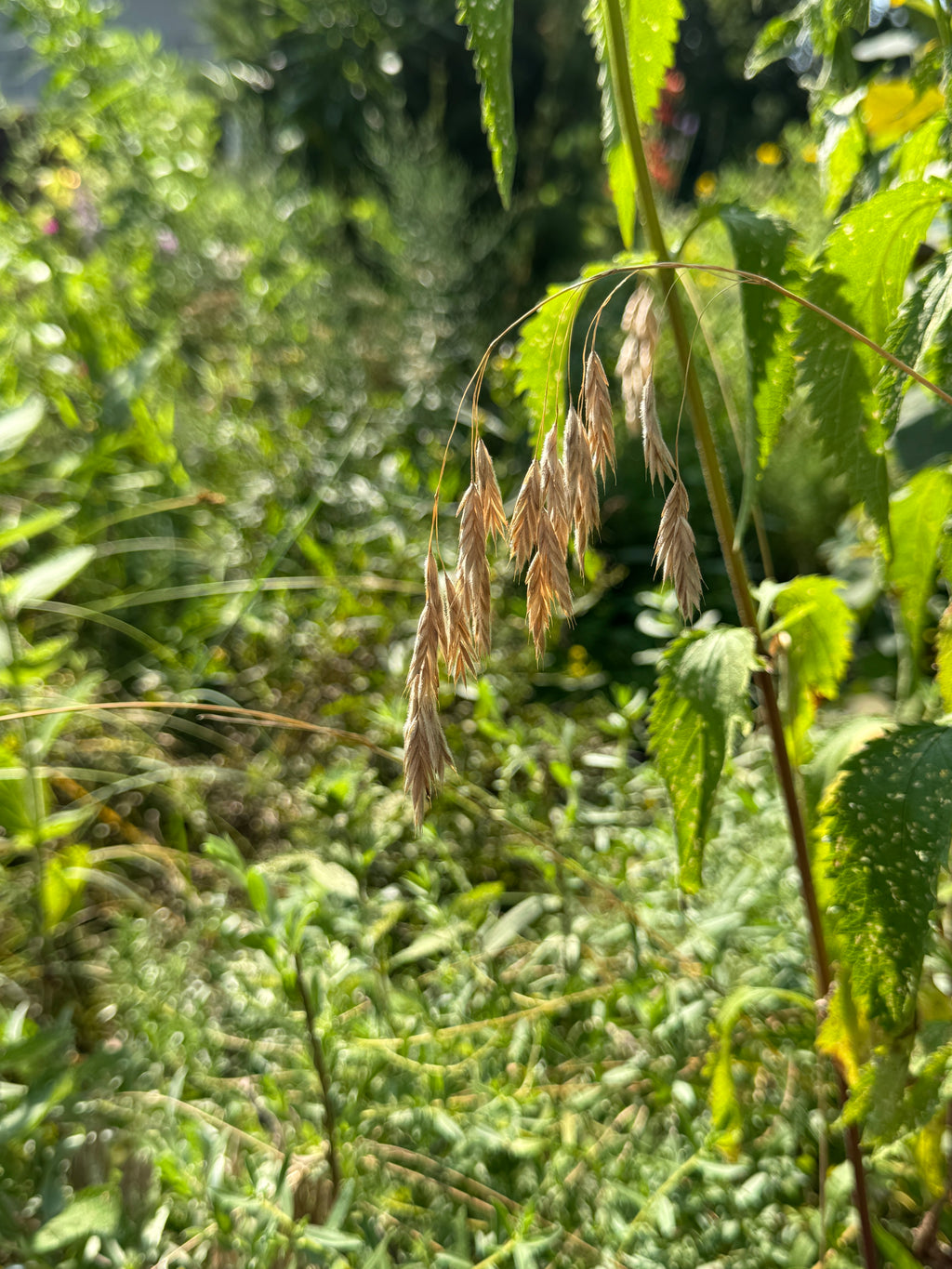 Fringed Brome (Bromus Ciliatus)