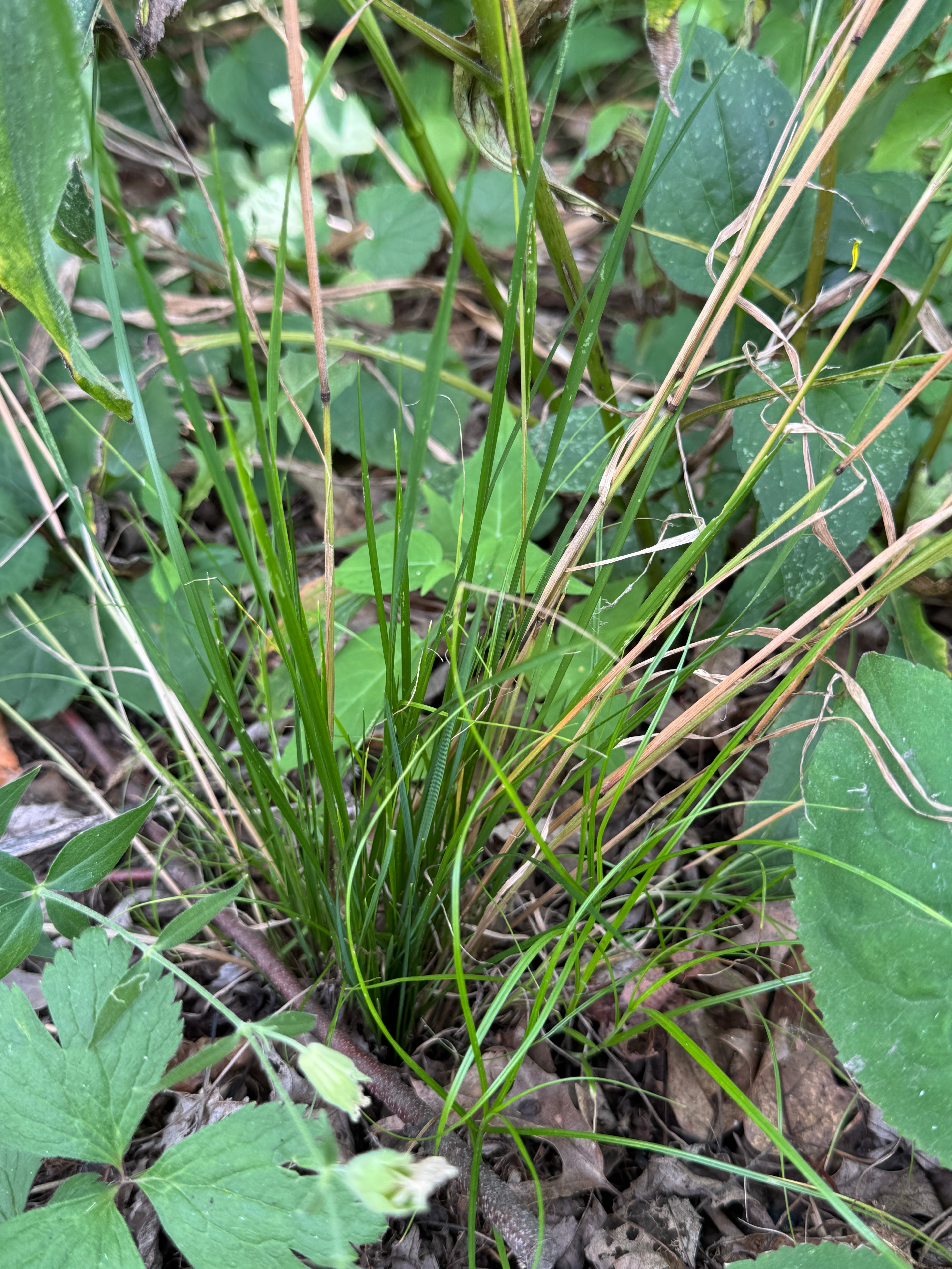 Nodding Fescue (Festuca Subverticillata)