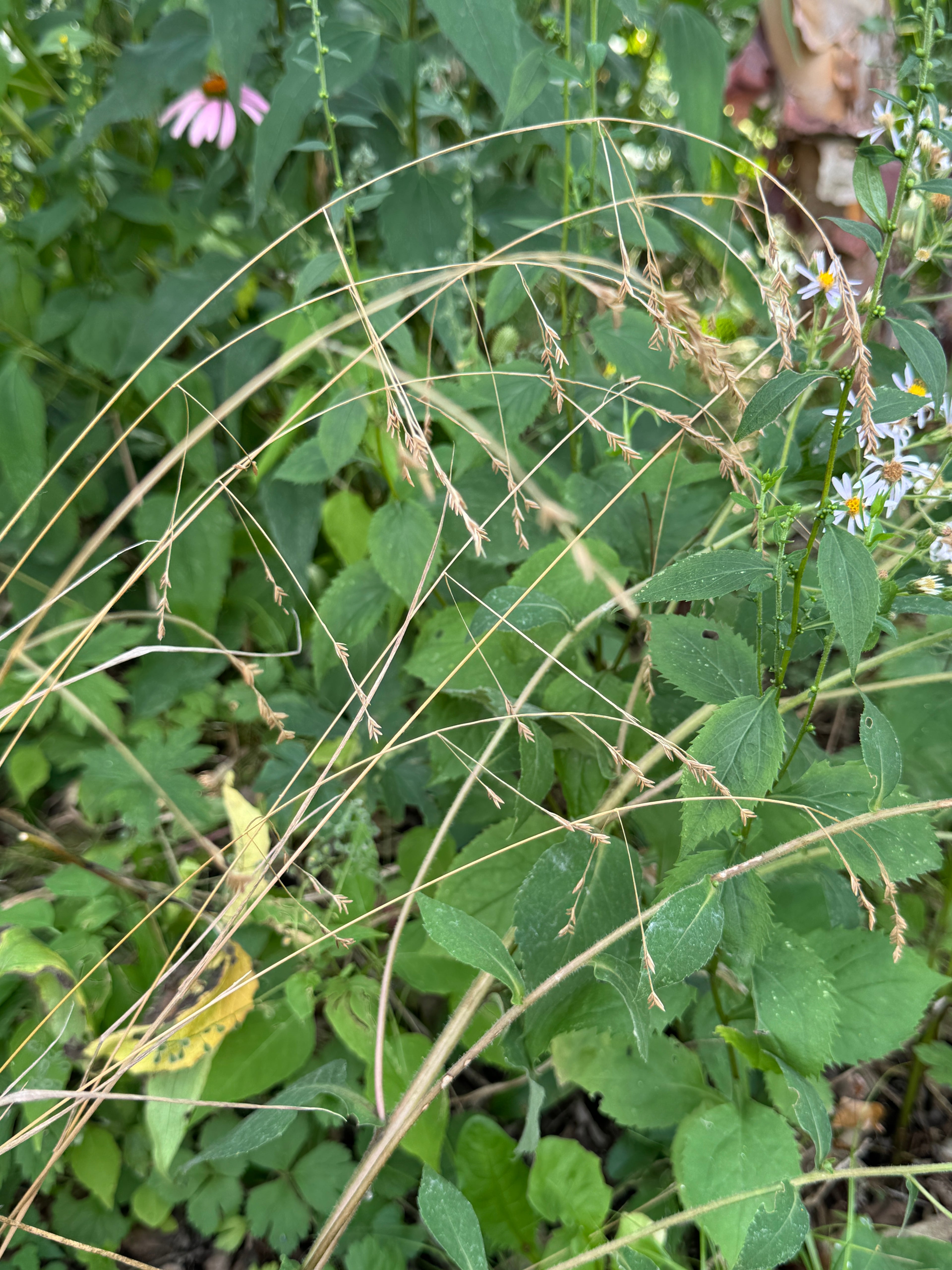 Nodding Fescue (Festuca Subverticillata)