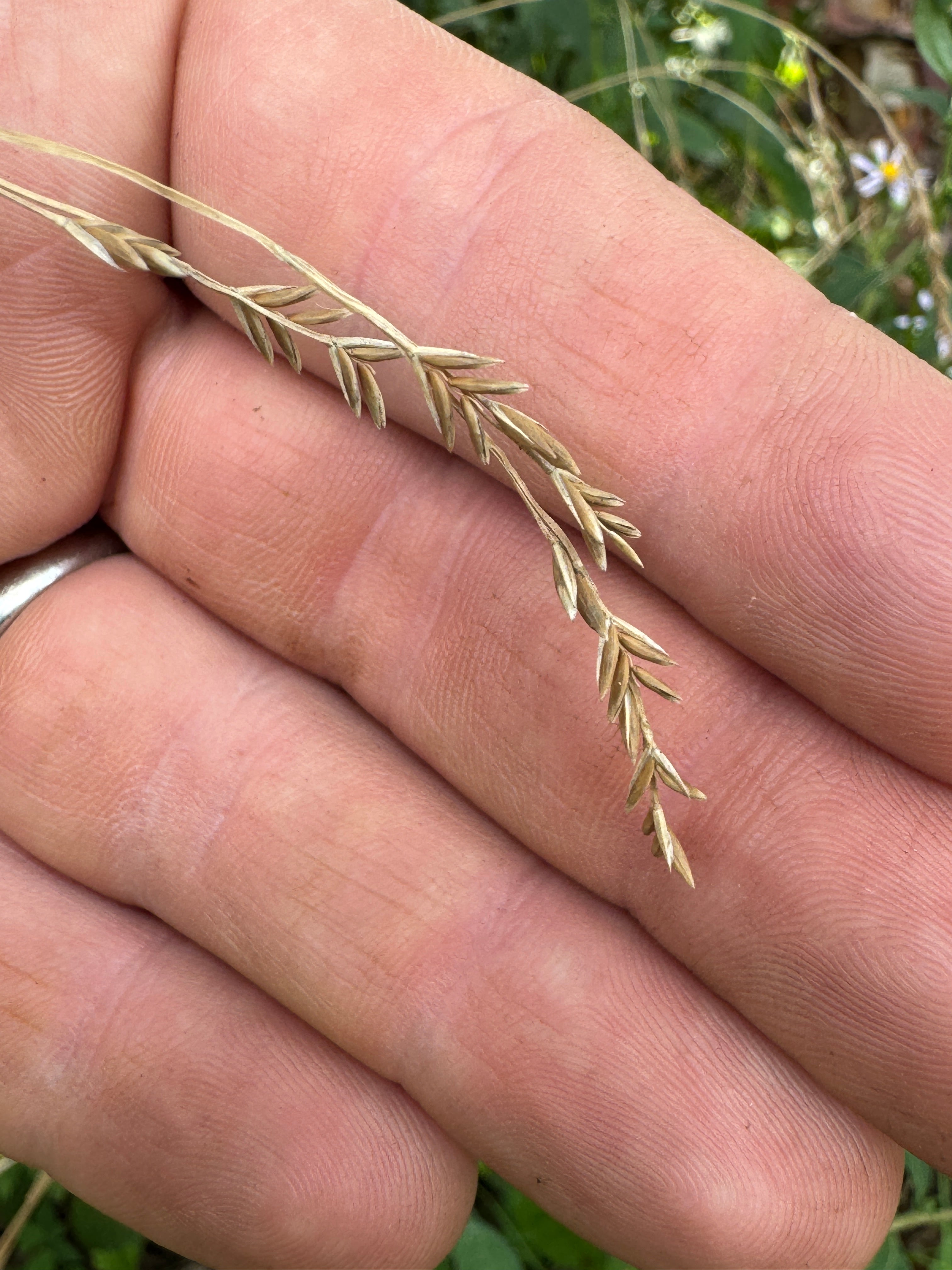 Nodding Fescue (Festuca Subverticillata)