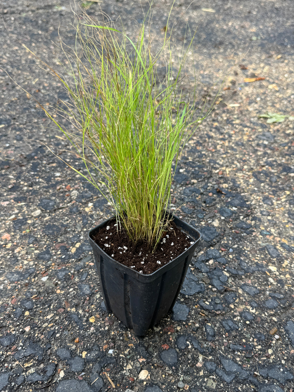 Pointed Broom Sedge (Carex Scoparia)