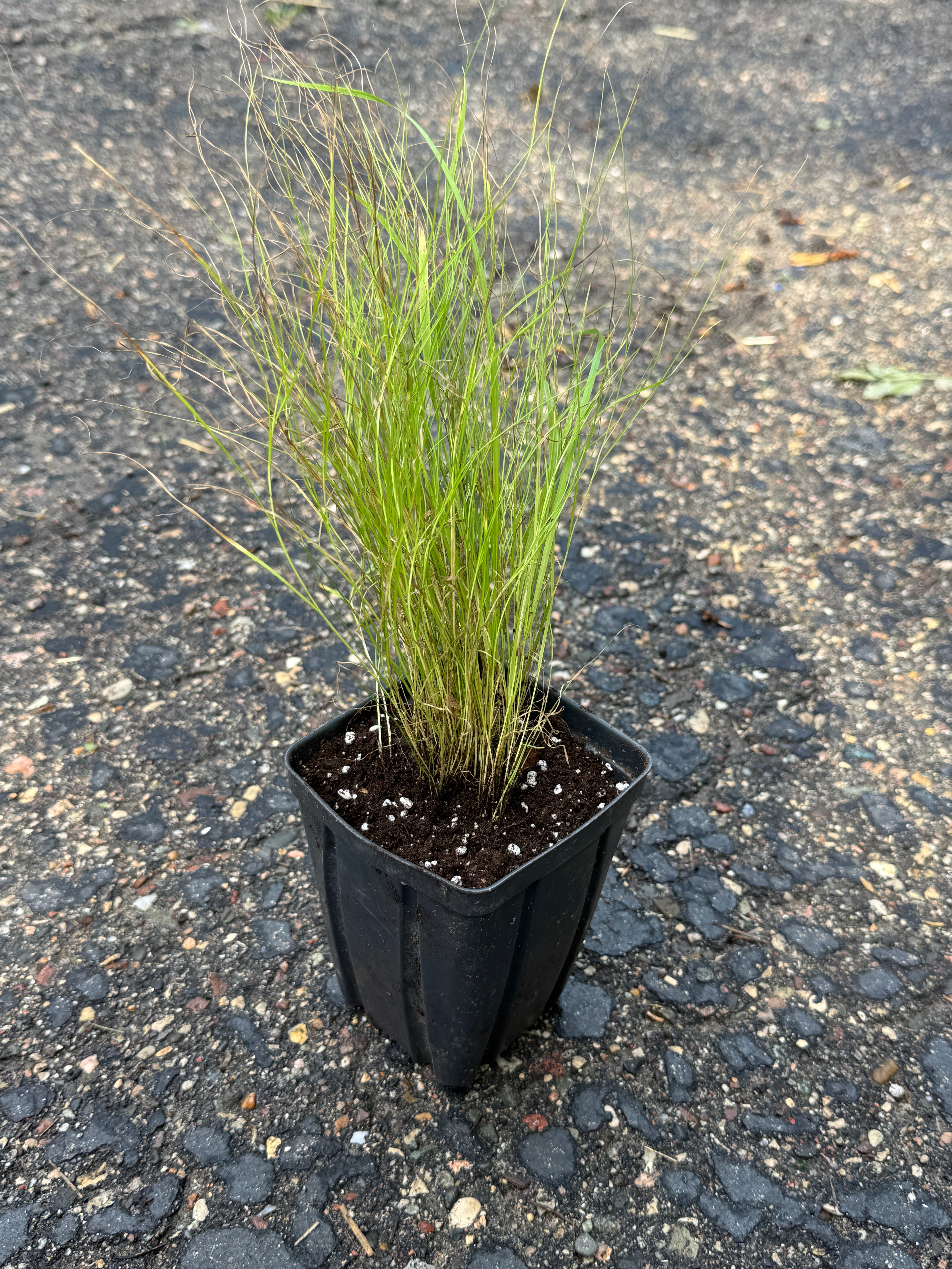 Pointed Broom Sedge (Carex Scoparia)
