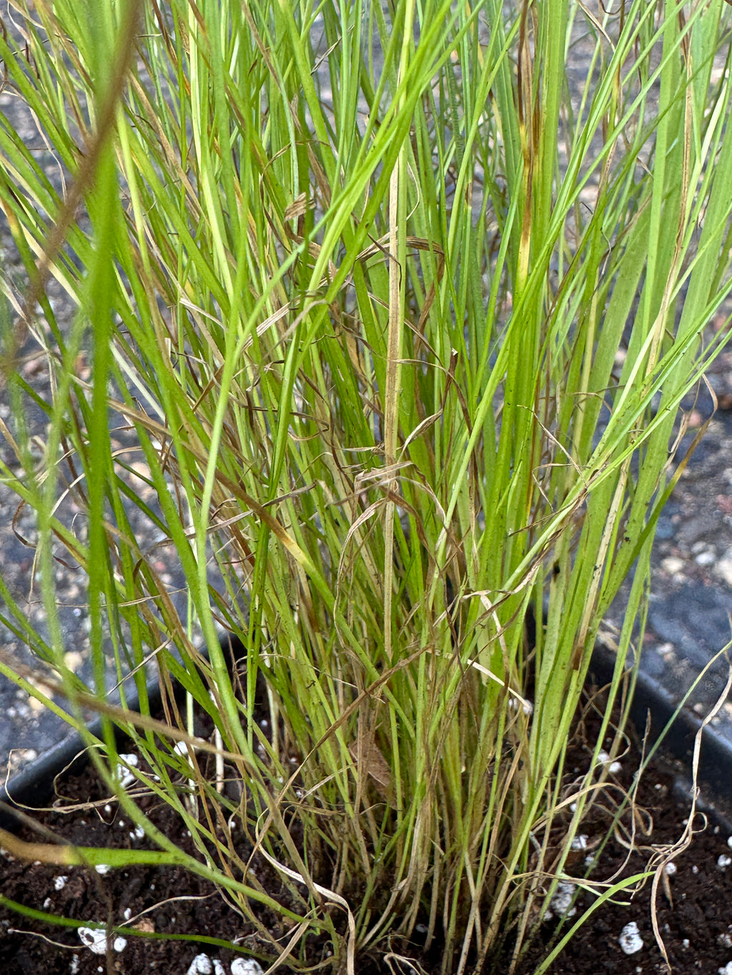 Pointed Broom Sedge (Carex Scoparia)