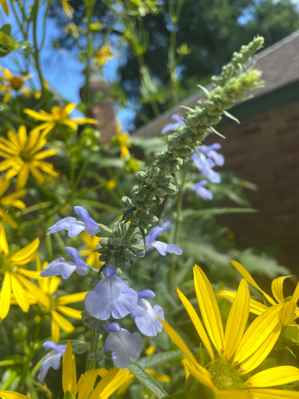 Blue Salvia (Salvia Azurea)