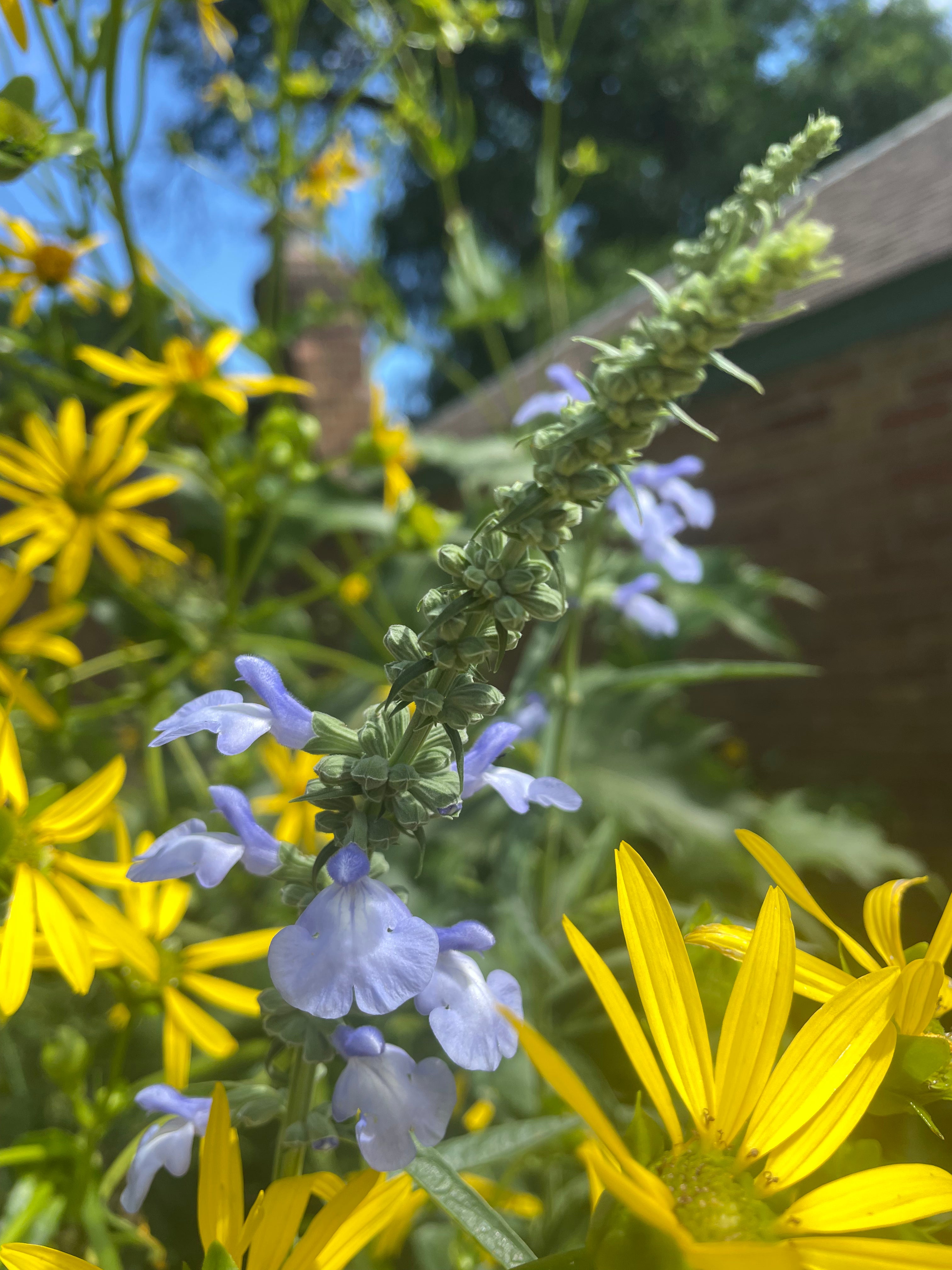 Blue Salvia (Salvia Azurea)