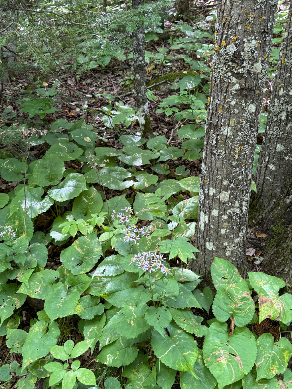 Big-leaf Aster (Eurybia Macrophylla)