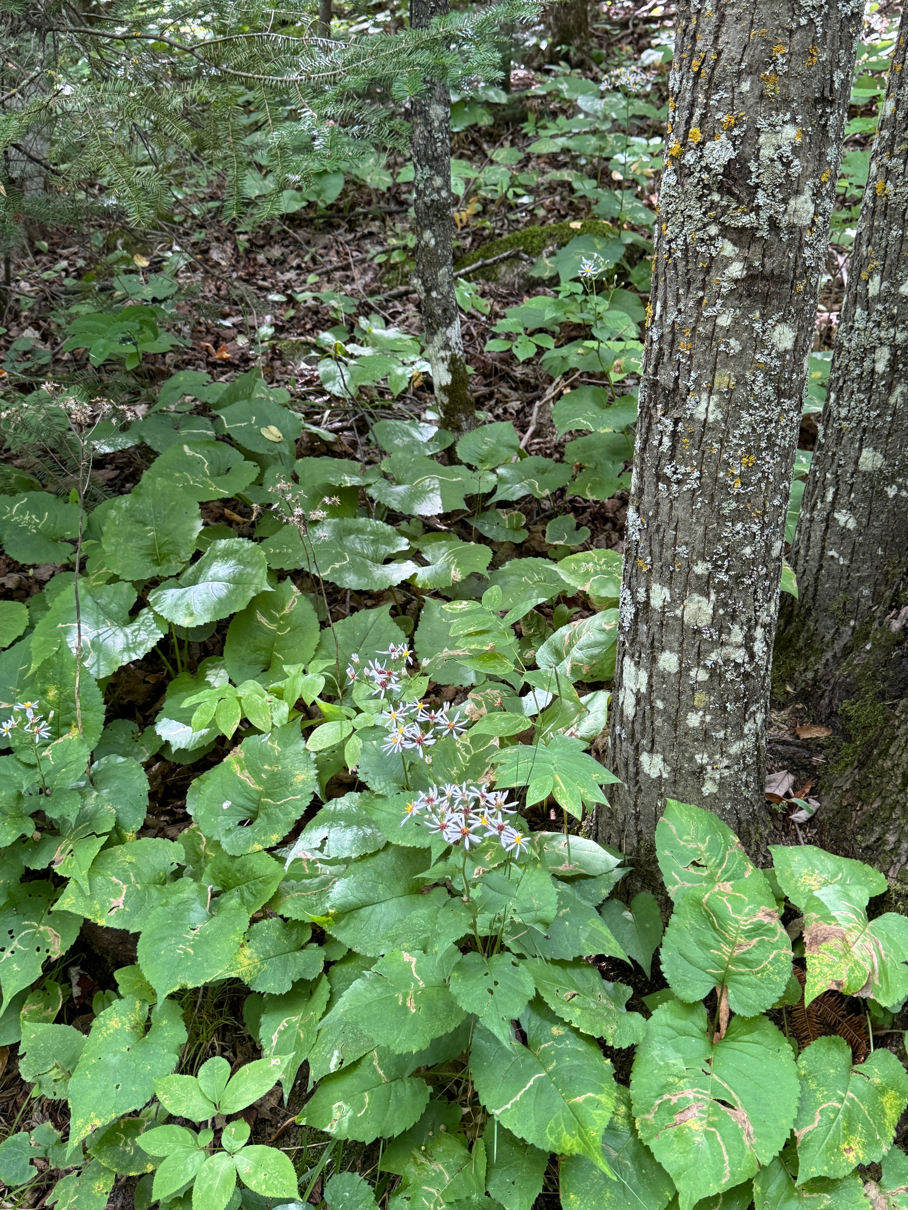 Big-leaf Aster (Eurybia Macrophylla)