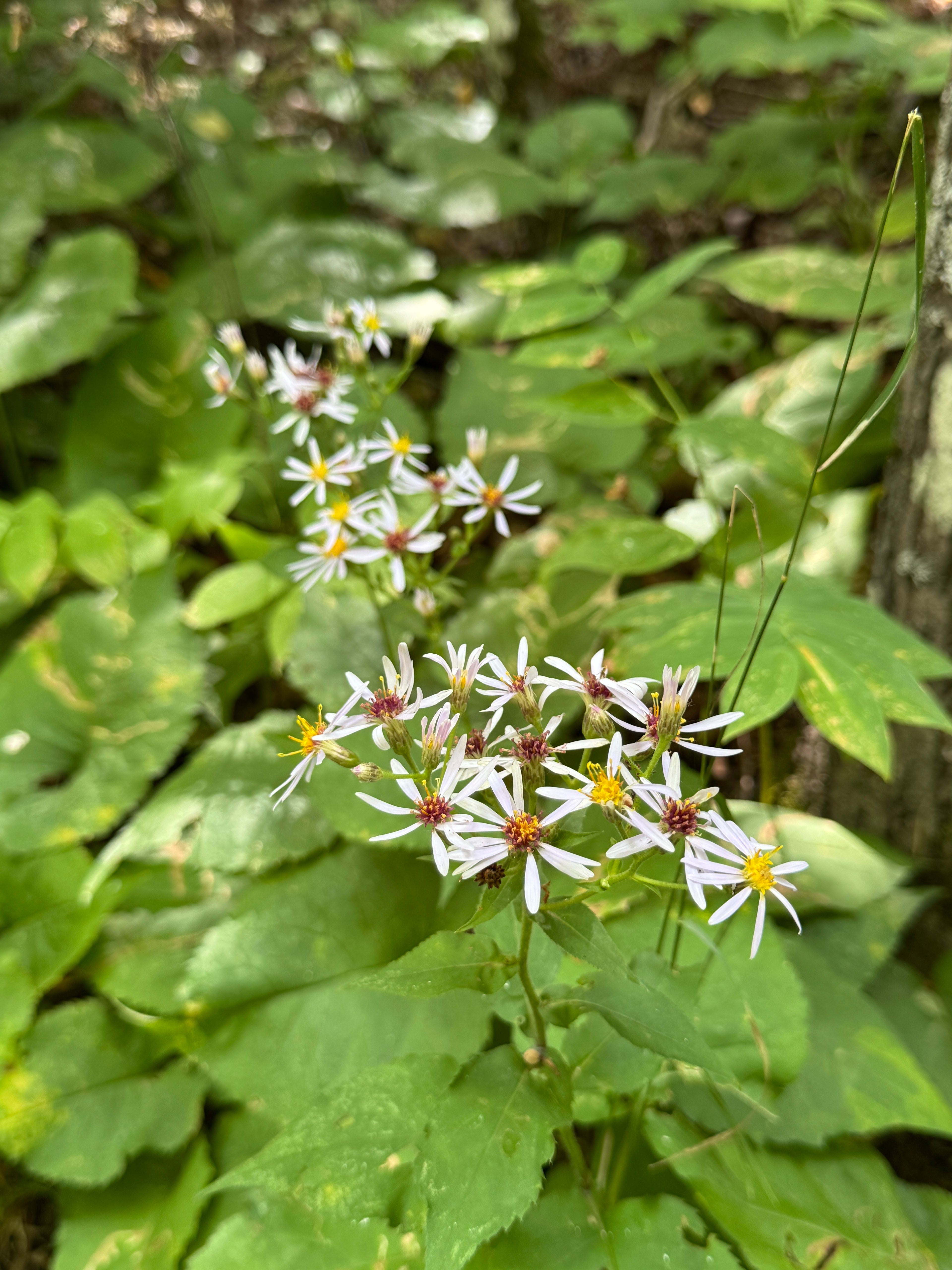 Big-leaf Aster (Eurybia Macrophylla)