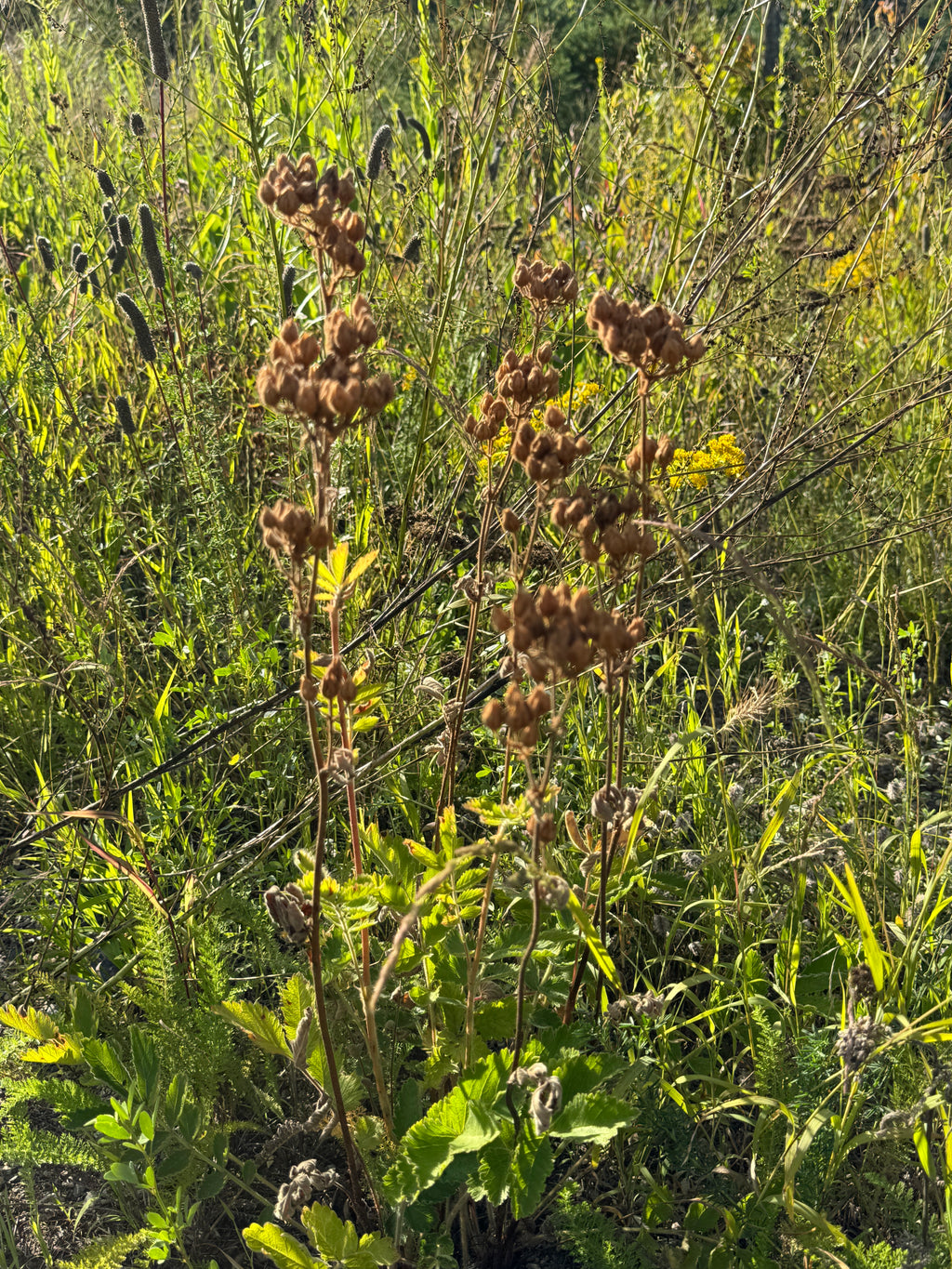 Prairie Cinquefoil (Drymocallis Arguta)