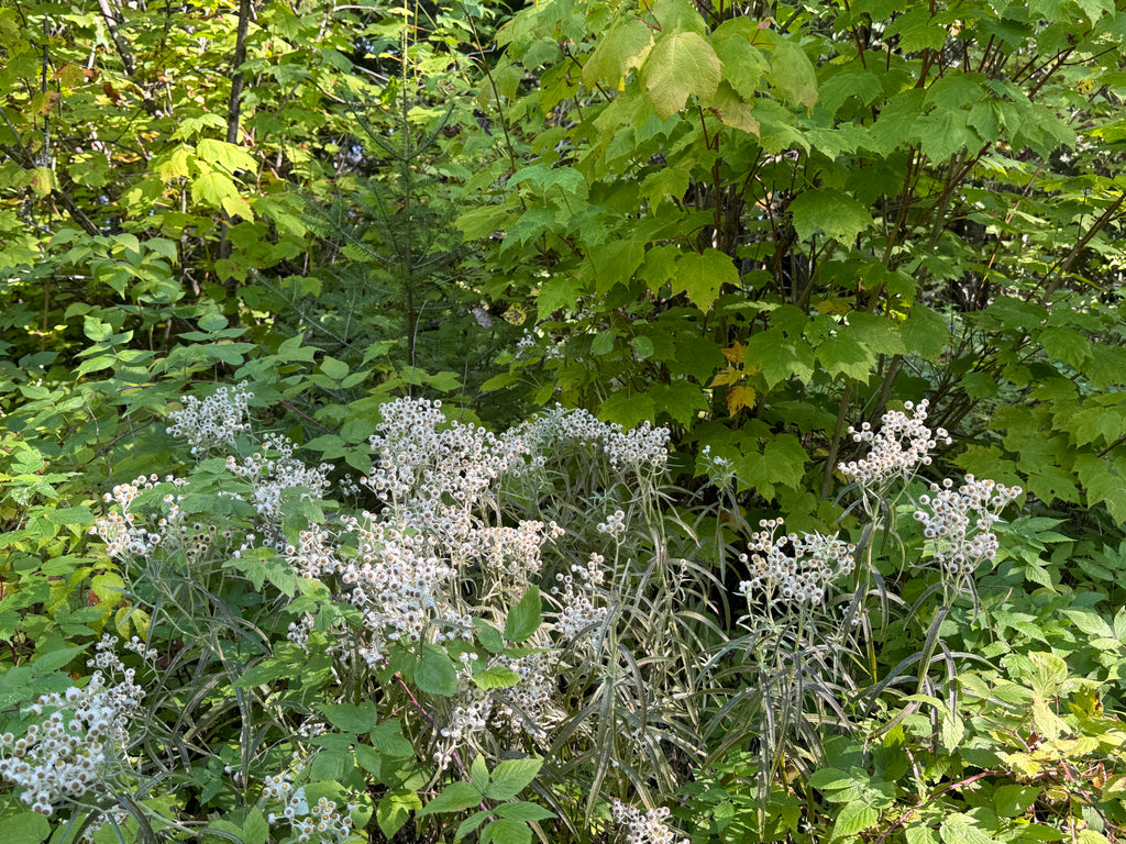 Pearly Everlasting (Anaphalis Margaritacea)