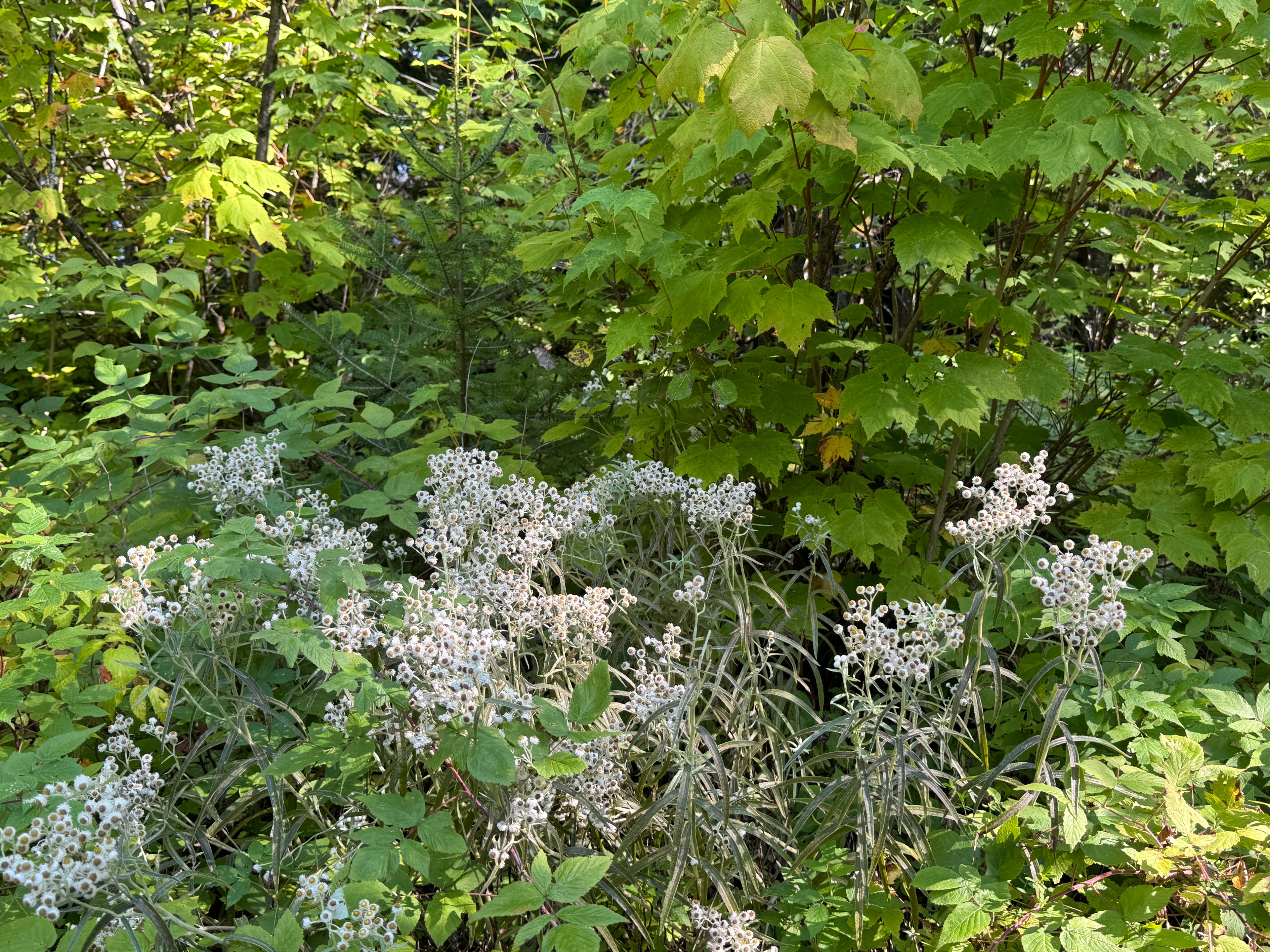 Pearly Everlasting (Anaphalis Margaritacea)