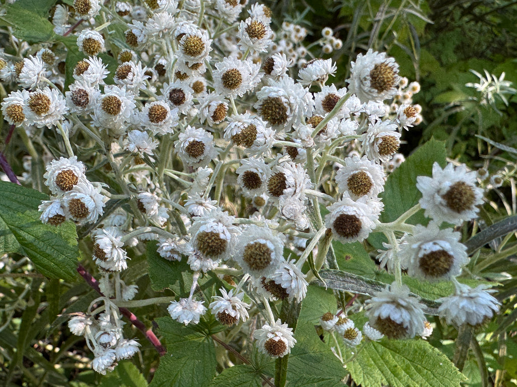 Pearly Everlasting (Anaphalis Margaritacea)