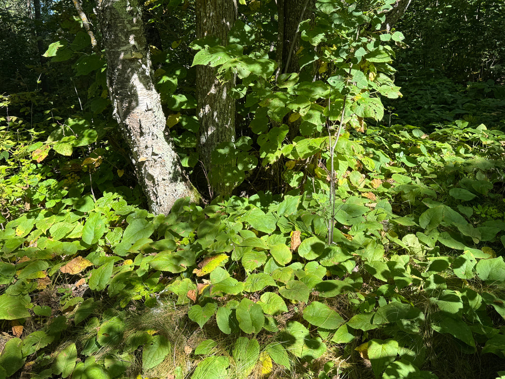 Big-leaf Aster (Eurybia Macrophylla)