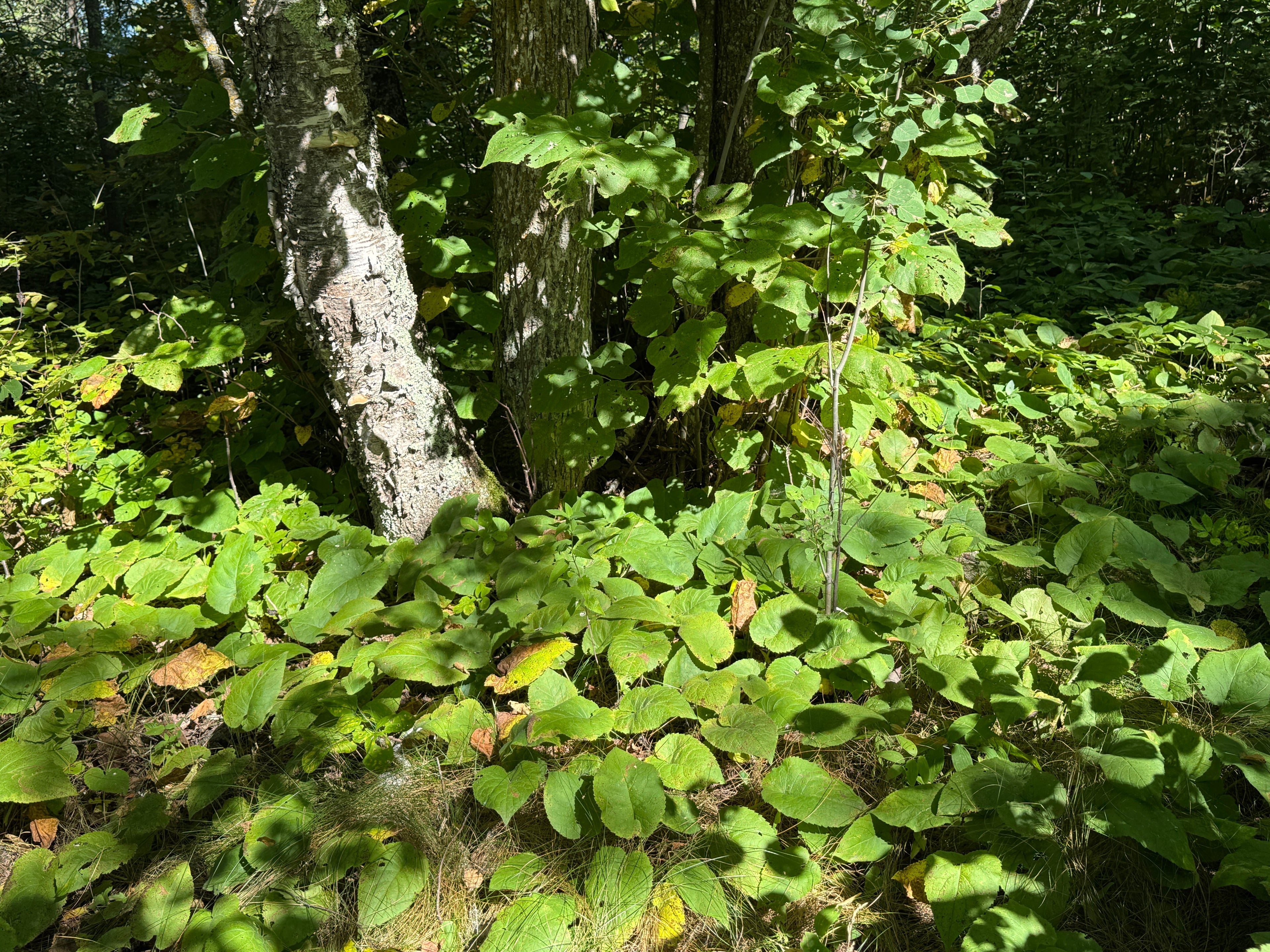 Big-leaf Aster (Eurybia Macrophylla)