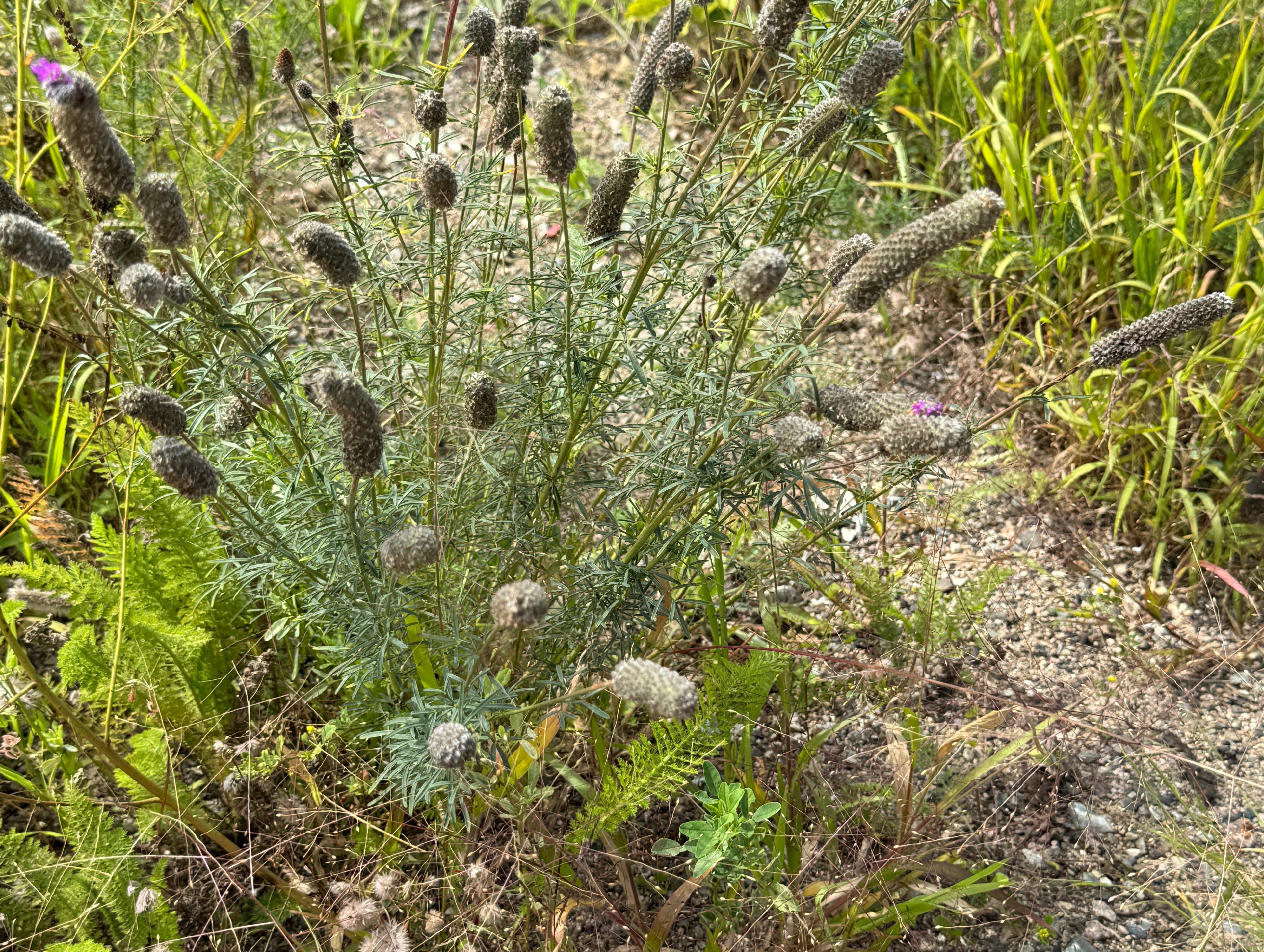 Spiky plant with purple flowers in a natural setting