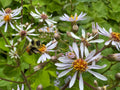 Big-leaf Aster (Eurybia Macrophylla)